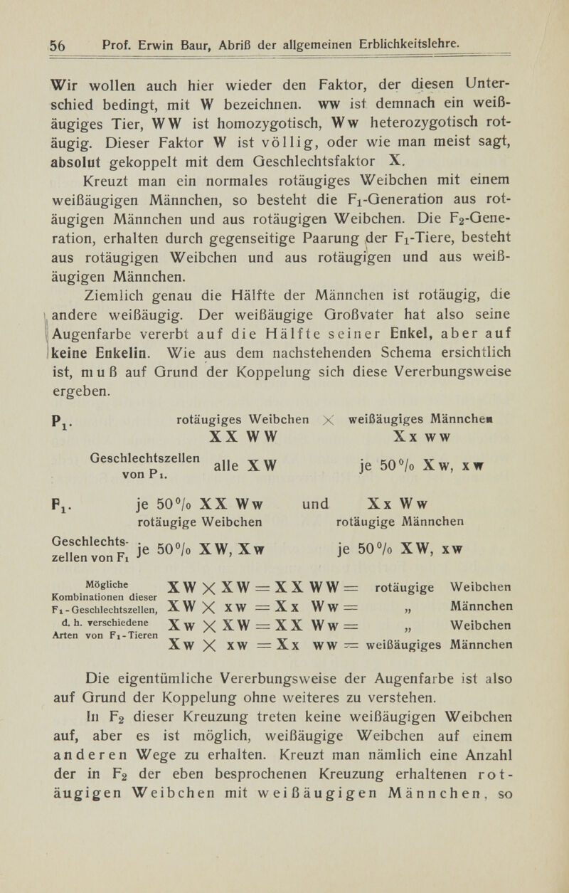 56 Prof. Erwin Baur, Abriß der allgemeinen Erblichkeitslehre. Wir wollen auch hier wieder den Faktor, der diesen Unter¬ schied bedingt, mit W bezeichnen, ww ist demnach ein weiß- äugiges Tier, WW ist homozygotisch, Ww heterozygotisch rot- äugig. Dieser Faktor W ist völlig, oder wie man meist sagt, absolut gekoppelt mit dem Geschlechtsfaktor X. Kreuzt man ein normales rotäugiges Weibchen mit einem weißäugigen Männchen, so besteht die Fi-Generation aus rot- äugigen Männchen und aus rotäugigen Weibchen. Die F2-Gene- ration, erhalten durch gegenseitige Paarung der Fi-Tiere, besteht aus rotäugigen Weibchen und aus rotäugigen und aus weiß¬ äugigen Männchen. Ziemlich genau die Hälfte der Männchen ist rotäugig, die andere weißäugig. Der weißäugige Großvater hat also seine ; Augenfarbe vererbt auf die Hälfte seiner Enkel, aber auf ¡keine Enkelin. Wie aus dem nachstehenden Schema ersichtlich ist, muß auf Grund der Koppelung sich diese Vererbungsweise ergeben. rotäugiges Weibchen X weißäugiges Männche« XX WW Xx ww Geschlechtszellen n vw • кло/ v- o alle XW je 50°/o Xw, xw von Pl. J ' » Fl- je 50°/o XX Ww und Xx Ww rotäugige Weibchen rotäugige Männchen Geschlechts- . xW, Xw je 50% XW, xw Zellen von Fi ' j » j Mögliche XWXXW = XXWW= rotäugige Weibchen Kombinationen dieser Fl - Geschlechtszellen, XW X XW — Xx W W — „ Männchen d. h. rerschiedene XwXXW = XXWw= „ Weibchen Arten von Fl-Tieren Xw X XW = Xx WW = weißäugiges Männchen Die eigentümliche Vererbungsweise der Augenfarbe ist also auf Grund der Koppelung ohne weiteres zu verstehen. In F2 dieser Kreuzung treten keine weißäugigen Weibchen auf, aber es ist möglich, weißäugige Weibchen auf einem anderen Wege zu erhalten. Kreuzt man nämlich eine Anzahl der in F2 der eben besprochenen Kreuzung erhaltenen rot¬ äugigen Weibchen mit weißäugigen Männchen, so