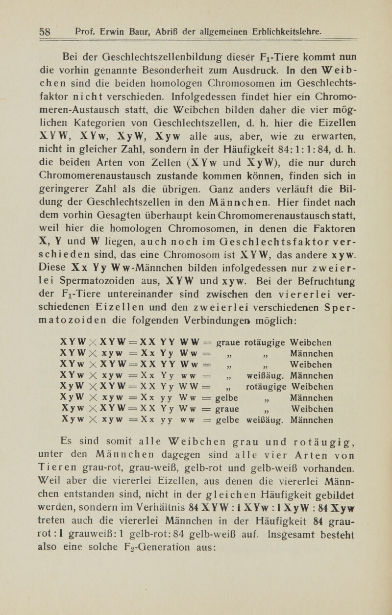 58 Prof. Erwin Baur, Abriß der allgemeinen Erblichkeitslehre. Bei der Geschlechtszellenbildung dieser Fi-Tiere kommt nun die vorhin genannte Besonderheit zum Ausdruck. In den Weib¬ chen sind die beiden homologen Chromosomen im Geschlechts¬ faktor nicht verschieden. Infolgedessen findet hier ein Chromo- meren-Austausch statt, die Weibchen bilden daher die vier mög¬ lichen Kategorien von Geschlechtszellen, d. h. hier die Eizellen XYW, XYw, XyW, Xyw alle aus, aber, wie zu erwarten, nicht in gleicher Zahl, sondern in der Häufigkeit 84:1:1: 84, d. h. die beiden Arten von Zellen (XYw und XyW), die nur durch Chromomerenaustausch zustande kommen können, finden sich in geringerer Zahl als die übrigen. Ganz anders verläuft die Bil¬ dung der Geschlechtszellen in den Männchen. Hier findet nach dem vorhin Gesagten überhaupt kein Chromomerenaustausch statt, weil hier die homologen Chromosomen, in denen die Faktoren X, Y und W liegen, auch noch im Geschlechtsfaktor ver¬ schieden sind, das eine Chromosom ist XYW, das andere xyw. Diese Xx Y y Ww-Männchen bilden infolgedessen nur zweier¬ lei Spermatozoiden aus, XYW und xyw. Bei der Befruchtung der Fi-Tiere untereinander sind zwischen den viererlei ver¬ schiedenen Eizellen und den zweierlei verschiedenen Sper¬ matozoiden die folgenden Verbindungen möglich: XYWXXYW = XXYY WW=: graue rotäugige Weibchen XYWXxyw=XxYyWw= „ „ Männchen XYw X XYW = XX YY Ww = „ „ Weibchen XYwXxyw = Xx Yy WW = „ weißäug. Männchen XyW X XYW= XX Yy WW = „ rotäugige Weibchen XyW X xyw = Xx yy Ww = gelbe „ Männchen Xyw XXYW = XX Yy Ww = graue „ Weibchen XywXxyw=Xxyy ww = gelbe weißäug. Männchen Es sind somit alle Weibchen grau und rotäugig, unter den Männchen dagegen sind alle vier Arten von Tieren grau-rot, grau-weiß, gelb-rot und gelb-weiß vorhanden. Weil aber die viererlei Eizellen, aus denen die viererlei Männ¬ chen entstanden sind, nicht in der gleichen Häufigkeit gebildet werden, sondern im Verhältnis 84 XYW : 1 XYw : 1 XyW ; 84 Xyw treten auch die viererlei Männchen in der Häufigkeit 84 grau¬ rot : 1 grauweiß:! gelb-rot: 84 gelb-weiß auf. Insgesamt besteht also eine solche F2-Generation aus: