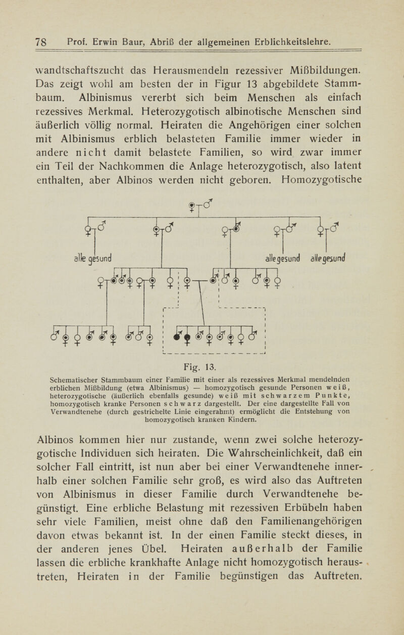78 Prof. Erwin Baur, Abriß der allgemeinen Erblichkeitslehre. wandtschaftszucht das Herausmendeln rezessiver Mißbildungen. Das zeigt vvoiil am besten der in Figur 13 abgebildete Stamm¬ baum. Albinismus vererbt sich beim Menschen als einfach rezessives Merkmal. Heterozygotisch albinotische Menschen sind äußerlich völlig normal. Heiraten die Angehörigen einer solchen mit Albinismus erblich belasteten Familie immer v^^ieder in andere nicht damit belastete Familien, so v^^ird zwar immer ein Teil der Nachkommen die Anlage heterozygotisch, also latent enthalten, aber Albinos werden nicht geboren. Homozygotische Ii d alle gesund 9 allegesund alle gesund Щ ; Fig. 13. Schematischer Stammbaum einer Familie mit einer als rezessives Merkmal mendelnden erblichen Mißbildung (etwa Albinismus) — homozygotisch gesunde Personen weiß, heterozygotische (äußerlich ebenfalls gesunde) weiß mit schwarzem Punkte, homozygotisch kranke Personen schwarz dargestellt. Der eine dargestellte Fall von Verwandtenehe (durch gestrichelte Linie eingerahmt) ermöglicht die Entstehung von homozygotisch kranken Kindern. Albinos kommen hier nur zustande, wenn zwei solche heterozy¬ gotische Individuen sich heiraten. Die Wahrscheinlichkeit, daß ein solcher Fall eintritt, ist nun aber bei einer Verwandtenehe inner¬ halb einer solchen Familie sehr groß, es wird also das Auftreten von Albinismus in dieser Familie durch Verwandtenehe be¬ günstigt. Eine erbliche Belastung mit rezessiven Erbübeln haben sehr viele Familien, meist ohne daß den Familienangehörigen davon etwas bekannt ist. In der einen Familie steckt dieses, in der anderen jenes Übel. Heiraten außerhalb der Familie lassen die erbliche krankhafte Anlage nicht homozygotisch heraus¬ treten, Heiraten in der Familie begünstigen das Auftreten.