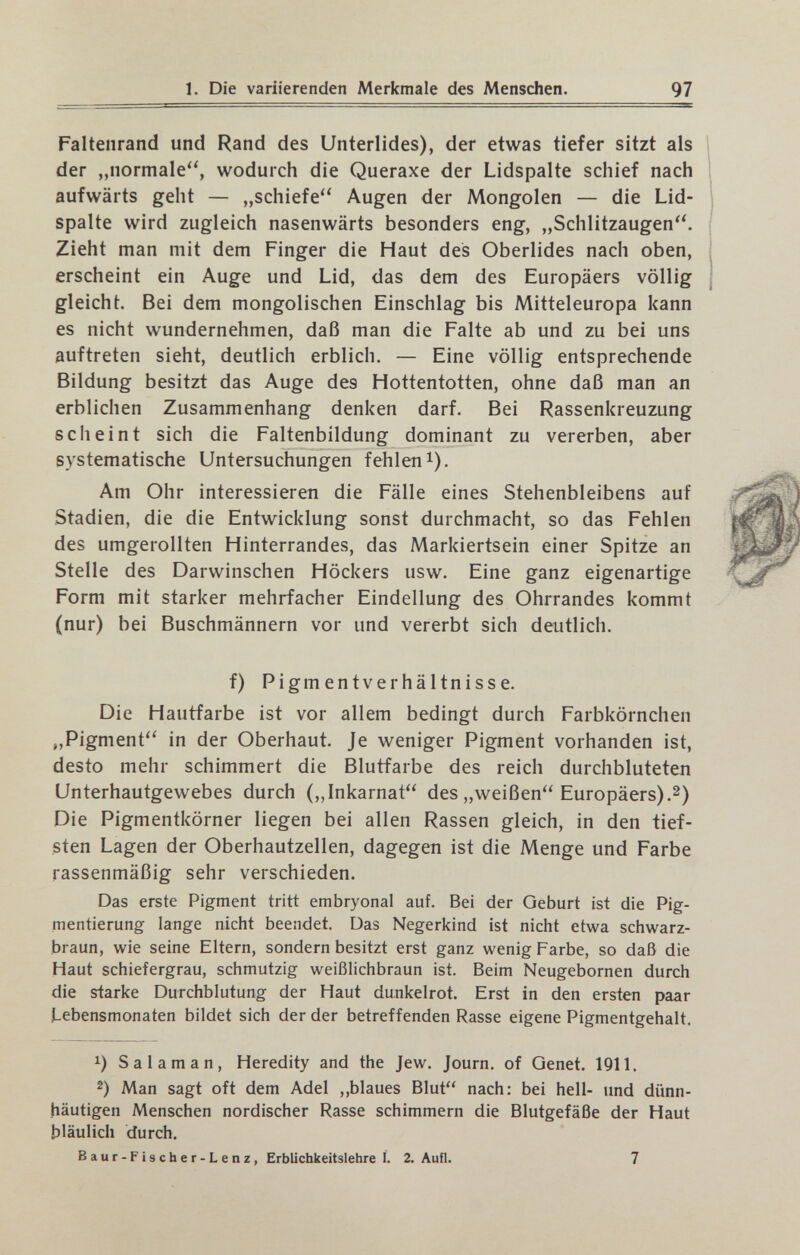 1. Die variierenden Merkmale des Menschen. 97 Faltenrand und Rand des Unterlides), der etwas tiefer sitzt als der „normale, wodurch die Queraxe der Lidspalte schief nach aufwärts geht — „schiefe Augen der Mongolen — die Lid¬ spalte wird zugleich nasenwärts besonders eng, „Schlitzaugen. Zieht man mit dem Finger die Haut des Oberlides nach oben, erscheint ein Auge und Lid, das dem des Europäers völlig gleicht. Bei dem mongolischen Einschlag bis Mitteleuropa kann es nicht wundernehmen, daß man die Falte ab und zu bei uns auftreten sieht, deutlich erblich. — Eine völlig entsprechende Bildung besitzt das Auge des Hottentotten, ohne daß man an erblichen Zusammenhang denken darf. Bei Rassenkreuzung scheint sich die Faltenbildung dominant zu vererben, aber systematische Untersuchungen fehlen i). Am Ohr interessieren die Fälle eines Stehenbleibens auf Stadien, die die Entwicklung sonst durchmacht, so das Fehlen des umgerollten Hinterrandes, das Markiertsein einer Spitze an Stelle des Darwinschen Höckers usw. Eine ganz eigenartige Form mit starker mehrfacher Eindellung des Ohrrandes kommt (nur) bei Buschmännern vor und vererbt sich deutlich. f) Pigmentverhältnisse. Die Hautfarbe ist vor allem bedingt durch Farbkörnchen „Pigment in der Oberhaut. Je weniger Pigment vorhanden ist, desto mehr schimmert die Blutfarbe des reich durchbluteten Unterhautgewebes durch („Inkarnat des „weißen Europäers).2) Die Pigmentkörner liegen bei allen Rassen gleich, in den tief¬ sten Lagen der Oberhautzellen, dagegen ist die Menge und Farbe rassenmäßig sehr verschieden. Das erste Pigment tritt embryonal auf. Bei der Geburt ist die Pig¬ mentierung lange nicht beendet. Das Negerkind ist nicht etwa schwarz¬ braun, wie seine Eltern, sondern besitzt erst ganz wenig Farbe, so daß die Haut schiefergrau, schmutzig weißlichbraun ist. Beim Neugebornen durch die starke Durchblutung der Haut dunkelrot. Erst in den ersten paar Lebensmonaten bildet sich der der betreffenden Rasse eigene Pigmentgehalt. 1) Sa laman. Heredity and the Jew. Journ. of Genet. IQll. 2) Man sagt oft dem Adel ,,blaues Blut nach: bei hell- und dünn¬ häutigen Menschen nordischer Rasse schimmern die Blutgefäße der Haut bläulich durch. Baur-Fischer-Lenz, Erblichkeitslehre Í. 2, Aufl. 7