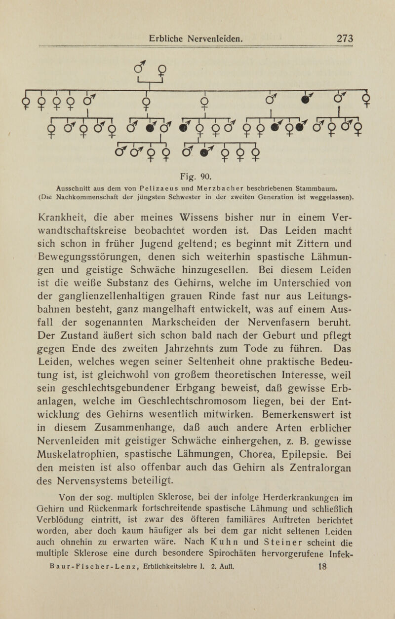 Erbliche Nervenleiden. 273 cf p Ф Ç Ç Ç Cf Ç 5^ ^ ^ Ф cf ç' cfç Ò' iiTcf ÌT çcf Ç ^ 'è^çiT' cf çWç Ç cf Ç ^ Ф Fig. 90. Ausschnitt aus dem von Pelizaeus und Merzbacher beschriebenen Stammbaum. (Die Nachkommenschaft der jüngsten Schwester in der zweiten Generation ist weggelassen). Krankheit, die aber meines Wissens bisher nur in einem Ver¬ wandtschaftskreise beobachtet worden ist. Das Leiden macht sich schon in früher Jugend geltend; es beginnt mit Zittern und Bewegungsstörungen, denen sich weiterhin spastische Lähmun¬ gen und geistige Schwäche hinzugesellen. Bei diesem Leiden ist die weiße Substanz des Gehirns, welche im Unterschied von der ganglienzellenhaltigen grauen Rinde fast nur aus Leitungs¬ bahnen besteht, ganz mangelhaft entwickelt, was auf einem Aus¬ fall der sogenannten Markscheiden der Nervenfasern beruht. Der Zustand äußert sich schon bald nach der Geburt und pflegt gegen Ende des zweiten Jahrzehnts zum Tode zu führen. Das Leiden, welches wegen seiner Seltenheit ohne praktische Bedeu¬ tung ist, ist gleichwohl von großem theoretischen Interesse, weil sein geschlechtsgebundener Erbgang beweist, daß gewisse Erb¬ anlagen, welche im Geschlechtschromosom liegen, bei der Ent¬ wicklung des Gehirns wesentlich mitwirken. Bemerkenswert ist in diesem Zusammenhange, daß auch andere Arten erblicher Nervenleiden mit geistiger Schwäche einhergehen, z. B, gewisse Muskelatrophien, spastische Lähmungen, Chorea, Epilepsie. Bei den meisten ist also offenbar auch das Gehirn als Zentralorgan des Nervensystems beteiligt. Von der sog. multiplen Sklerose, bei der infolge Herderkrankungen im Gehirn und Rückenmark fortschreitende spastische Lähmung und schließlich Verblödung eintritt, ist zwar des öfteren familiäres Auftreten berichtet worden, aber doch kaum häufiger als bei dem gar nicht seltenen Leiden auch ohnehin zu erwarten wäre. Nach Kuhn und Steiner scheint die multiple Sklerose eine durch besondere Spirochäten hervorgerufene Infek- Baur-Fischer-Lenz, Erblichkeitslehre 1. 2. Aufl. 18