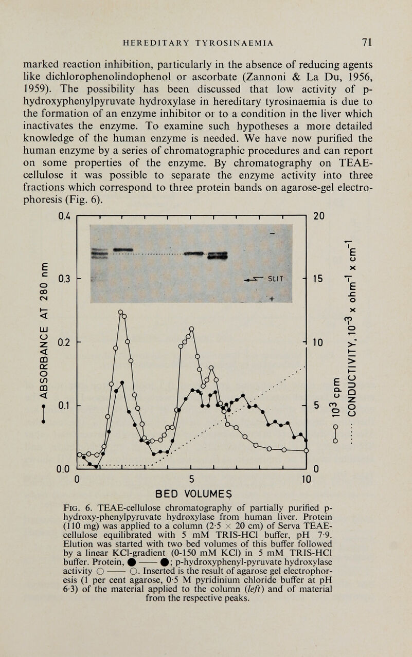 HEREDITARY TYROSINAEMIA 71 marked reaction inhibition, particularly in the absence of reducing agents like dichlorophenolindophenol or ascorbate (Zannoni & La Du, 1956, 1959). The possibility has been discussed that low activity of p- hydroxyphenylpyruvate hydroxylase in hereditary tyrosinaemia is due to the formation of an enzyme inhibitor or to a condition in the liver which inactivates the enzyme. To examine such hypotheses a more detailed knowledge of the human enzyme is needed. We have now purified the human enzyme by a series of chromatographic procedures and can report on some properties of the enzyme. By chromatography on TEAE- cellulose it was possible to separate the enzyme activity into three fractions which correspond to thiee protein bands on agarose-gel electro¬ phoresis (Fig. 6). 0Á E с о со CSI ш о Z < ш сс о (Л ш < 0.3 0.2 0.1 0.0 О 20 E о X о 10 £ о. о со о О z> Q Z О о 10 BED VOLUMES Fig. 6. TEAE-cellulose chromatography of partially purified p- hydroxy-phenylpyruvate hydroxylase from human liver. Protein (110 mg) was applied to a column (2-5 x 20 cm) of Serva TEAE- cellulose equilibrated with 5 mM TRIS-HCl buffer, pH 7-9. Elution was started with two bed volumes of this buffer followed by a linear KCl-gradient (0-150 mM KCl) in 5 mM TRlS-HCl buffer. Protein, # #; p-hydroxyphenyl-pyruvate hydroxylase activity О О. Inserted is the result of agarose gel electrophor¬ esis (1 per cent agarose, 0-5 M pyridinium chloride buffer at pH 6-3) of the material applied to the column (left) and of material from the respective peaks.