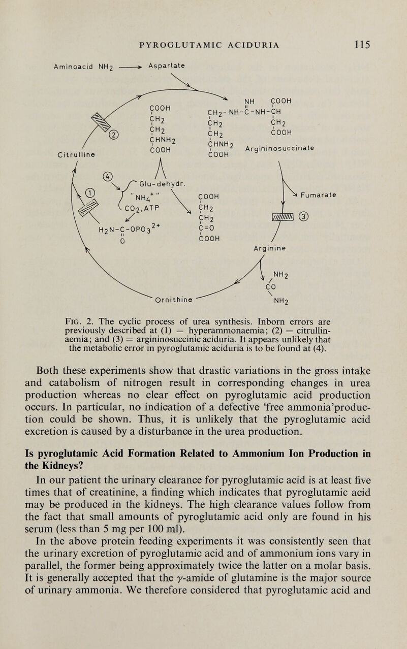 PYROGLUTAMIC ACIDURIA 115 Aminoacid NH2 > Asparlate Fig. 2. The cyclic process of urea synthesis. Inborn errors are previously described at (1) = hyperammonaemia; (2) = citrullin- aemia; and (3) = argininosuccinic aciduria. It appears unlikely that the metabolic error in pyroglutamic aciduria is to be found at (4). Both these experiments show that drastic variations in the gross intake and catabolism of nitrogen result in corresponding changes in urea production whereas no clear effect on pyroglutamic acid production occurs. In particular, no indication of a defective 'free ammonia'produc- tion could be shown. Thus, it is unlikely that the pyroglutamic acid excretion is caused by a disturbance in the urea production. Is pyroglutamic Acid Formation Related to Ammonium Ion Production in the Kidneys? In our patient the urinary clearance for pyroglutamic acid is at least five times that of creatinine, a finding which indicates that pyroglutamic acid may be produced in the kidneys. The high clearance values follow from the fact that small amounts of pyroglutamic acid only are found in his serum (less than 5 mg per 100 ml). In the above protein feeding experiments it was consistently seen that the urinary excretion of pyroglutamic acid and of ammonium ions vary in parallel, the former being approximately twice the latter on a molar basis. It is generally accepted that the y-amide of glutamine is the major source of urinary ammonia. We therefore considered that pyroglutamic acid and