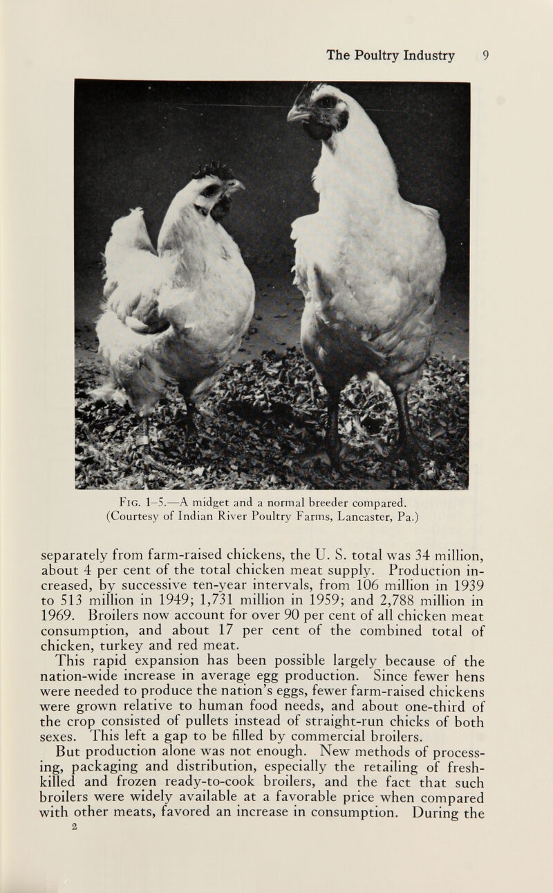 The Poultry Industry 9 Fig. 1-5.—A midget and a normal breeder compared. (Courtesy of Indian River Poultry Farms, Lancaster, Pa.) separately from farm-raised chickens, the U. S. total was 34 million, about 4 per cent of the total chicken meat supply. Production in¬ creased, by successive ten-year intervals, from 106 million in 1939 to 513 million in 1949; 1,731 million in 1959; and 2,788 million in 1969. Broilers now account for over 90 per cent of all chicken meat consumption, and about 17 per cent of the combined total of chicken, turkey and red meat. This rapid expansion has been possible largely because of the nation-wide increase in average egg production. Since fewer hens were needed to produce the nation's eggs, fewer farm-raised chickens were grown relative to human food needs, and about one-third of the crop consisted of pullets instead of straight-run chicks of both sexes. This left a gap to be filled by commercial broilers. But production alone was not enough. New methods of process¬ ing, packaging and distribution, especially the retaihng of fresh- killed and frozen ready-to-cook broilers, and the fact that such broilers were widely available at a favorable price when compared with other meats, favored an increase in consumption. During the 2