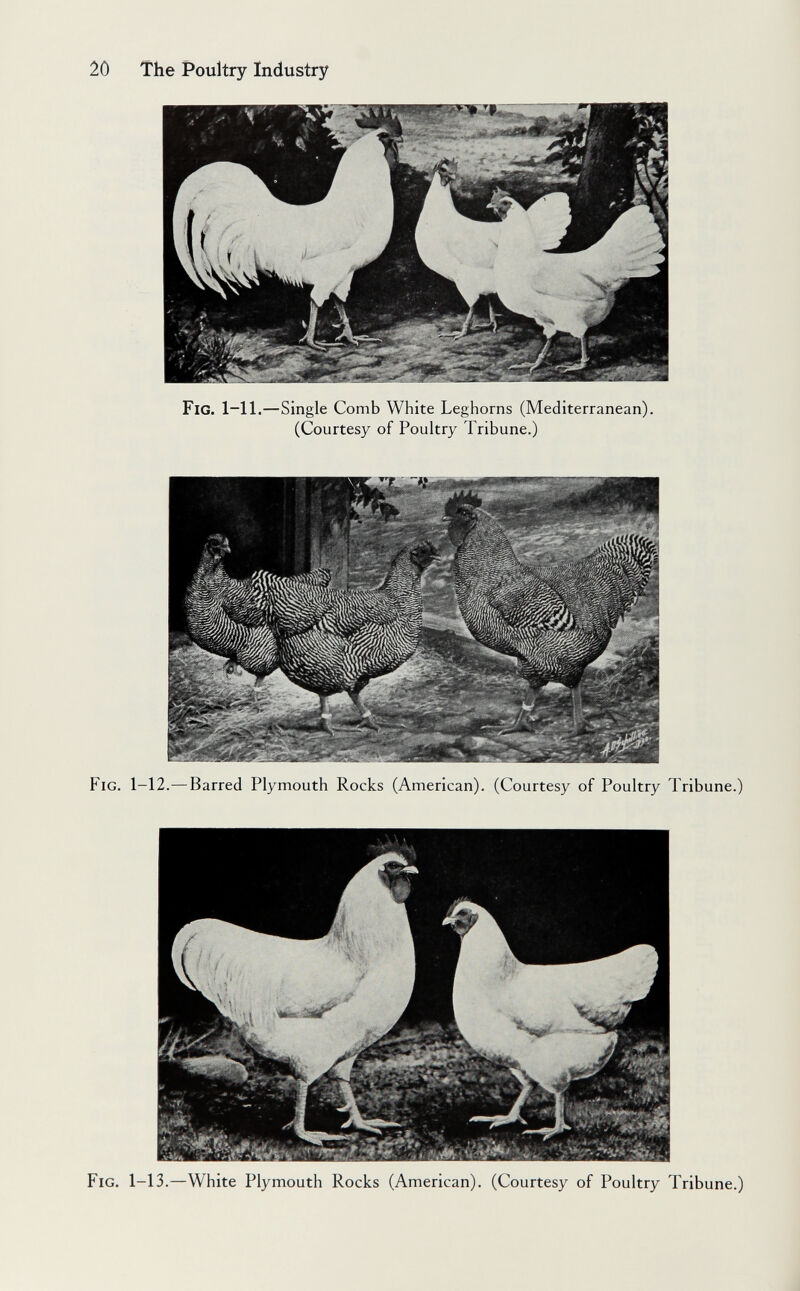 20 The Poultry Industry Fig. 1-11.—Single Comb White Leghorns (Mediterranean). (Courtesy of Poultry Tribune.) Fig. 1-12.—Barred Plymouth Rocks (American). (Courtesy of Poultry Tribune.) Fig. 1-13.—White Plymouth Rocks (American). (Courtesy of Poultry Tribune.)