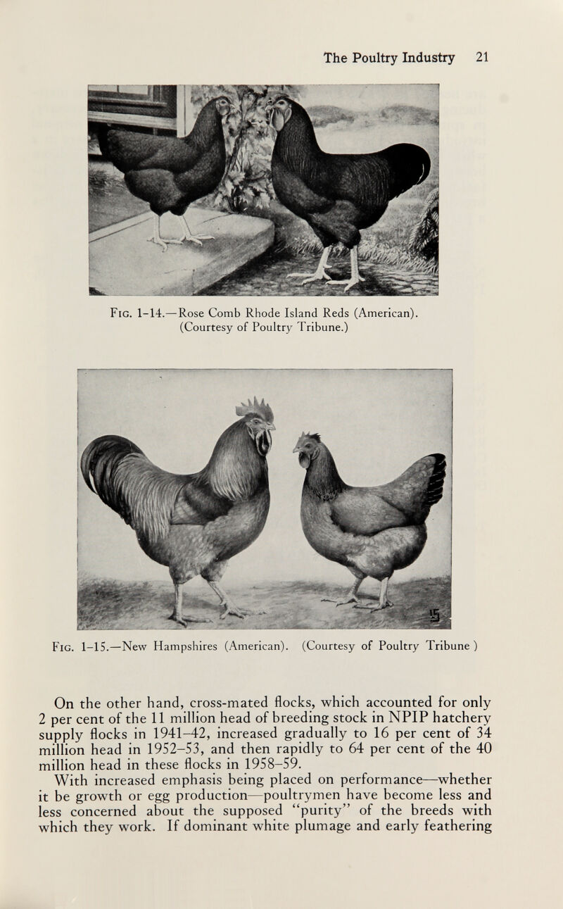 The Poultry Industry 21 Fig. 1-14.—Rose Comb Rhode Island Reds (American). (Courtesy of Poultry Tribune.) Fig. 1-15.—New Hampshires (American). (Courtesy of Poultry Tribune ) On the other hand, cross-mated flocks, which accounted for only 2 per cent of the 11 million head of breeding stock in NPIP hatchery supply flocks in 1941-42, increased gradually to 16 per cent of 34 million head in 1952-53, and then rapidly to 64 per cent of the 40 million head in these flocks in 1958-59. With increased emphasis being placed on performance—whether it be growth or egg production—poultrymen have become less and less concerned about the supposed purity of the breeds with which they work. If dominant white plumage and early feathering