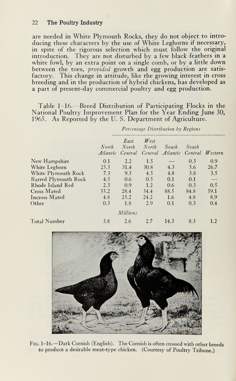 22 The Poultry Industry are needed in White Plymouth Rocks, they do not object to intro¬ ducing these characters by the use of White Leghorns if necessary, in spite of the rigorous selection which must follow the original introduction. They are not disturbed by a few black feathers in a white fowl, by an extra point on a single comb, or by a little down between the toes, provided growth and egg production are satis¬ factory. This change in attitude, like the growing interest in cross breeding and in the production of hybrid chickens, has developed as a part of present-day commercial poultry and egg production. Table 1-16.—^Breed Distribution of Participating Flocks in the National Poultry Improvement Plan for the Year Ending June 30, 1965. As Reported by the U. S. Department of Agriculture. Percentage Distribution by Regions Fig. 1-16.—Dark Cornish (English). The Cornish is often crossed with other breeds to produce a desirable meat-type chicken. (Courtesy of Poultry Tribune.)