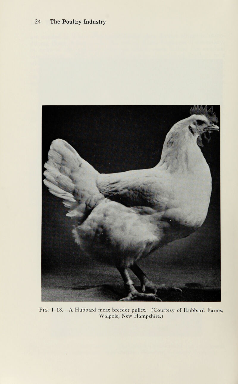 24 The Poultry Industry Fig. 1-18.—A Hubbard meat breeder pullet. (Courtesy of Hubbard Farms, Walpole, New Hampshire.)