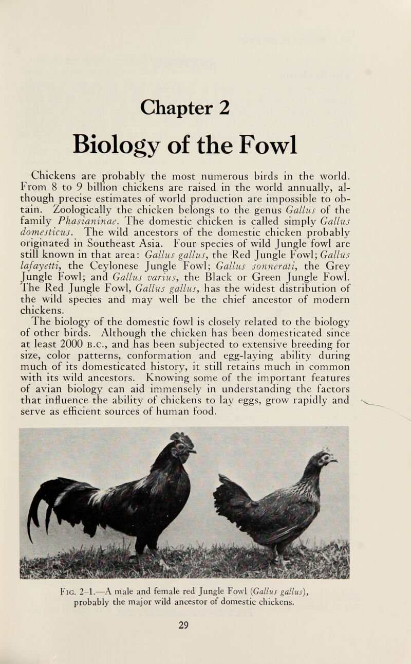 Chapter 2 Biology of the Fowl Chickens are probably the most numerous birds in the world. From 8 to 9 billion chickens are raised in the world annually, al¬ though precise estimates of world production are impossible to ob¬ tain. Zoologically the chicken belongs to the genus Gallus of the family Phasianinae. The domestic chicken is called simply Gallus domesticus. The wild ancestors of the domestic chicken probably originated in Southeast Asia. Four species of wild Jungle fowl are still known in that area: Gallus gallus, the Red Jungle Fowl; Gallus lafayetti, the Ceylonese Jungle Fowl; Gallus sonnerati, the Grey Jungle Fowl; and Gallus varius, the Black or Green Jungle Fowl. The Red Jungle Fowl, Gallus gallus, has the widest distribution of the wild species and may well be the chief ancestor of modern chickens. The biology of the domestic fowl is closely related to the biology of other birds. Although the chicken has been domesticated since at least 2000 b.c., and has been subjected to extensive breeding for size, color patterns, conformation and egg-laying ability during much of its domesticated history, it still retains much in common with its wild ancestors. Knowing some of the important features of avian biology can aid immensely in understanding the factors that influence the ability of chickens to lay eggs, grow rapidly and serve as efficient sources of human food. Fig. 2-1.—A male and female red Jungle Fowl {Gallus gallus), probably the major wild ancestor of domestic chickens. 29