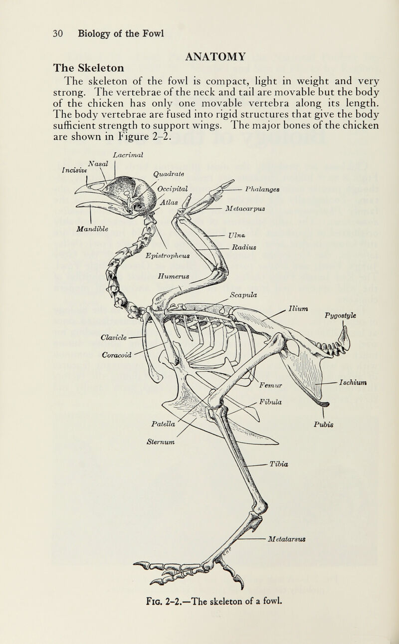 30 Biology of the Fowl ANATOMY The Skeleton The skeleton of the fowl is compact, light in weight and very strong. The vertebrae of the neck and tail are movable but the body of the chicken has only one movable vertebra along its length. The body vertebrae are fused into rigid structures that give the body sufficient strength to support wings. The major bones of the chicken are shown in Figure 2-2. Lacrimal Incisive Nasal Phalanges Pygostyle Ischium Metatarsus Fig. 2-2.—The skeleton of a fowl.