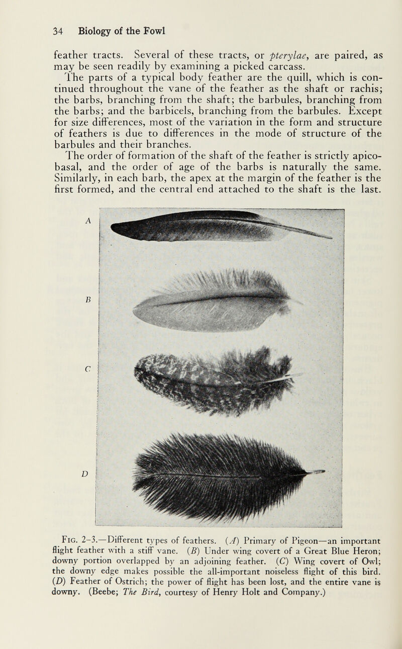 34 Biology of the Fowl feather tracts. Several of these tracts, or fterylae, are paired, as may be seen readily by examining a picked carcass. The parts of a typical body feather are the quill, which is con¬ tinued throughout the vane of the feather as the shaft or rachis; the barbs, branching from the shaft; the barbules, branching from the barbs; and the barbicels, branching from the barbules. Except for size differences, most of the variation in the form and structure of feathers is due to differences m the mode of structure of the barbules and their branches. The order of formation of the shaft of the feather is strictly apico- basal, and the order of age of the barbs is naturally the same. Similarly, in each barb, the apex at the margin of the feather is the first formed, and the central end attached to the shaft is the last. Fig. 2-3.—Different types of feathers. {A) Primary of Pigeon—an important flight feather with a stiff vane. {B) Under wing covert of a Great Blue Heron; downy portion overlapped by an adjoining feather. (C) Wing covert of Owl; the downy edge makes possible the all-important noiseless flight of this bird. (Z)) Feather of Ostrich; the power of flight has been lost, and the entire vane is downy. (Beebe; The Bird, courtesy of Henry Holt and Company.)