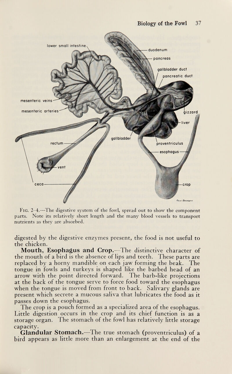 Biology of the Fowl 37 lower small intestine^ ■ duodenum pancreas _ЛД gallbladder duct I / pancreatic duct mesenteric veins- mesenteric arteries- gallbladder rectum- proventriculus - esophagus- -vent ceca- ! •■i' I -crop Ветллриы Fig. 2-4.—^The digestive system of the fowl, spread out to show the component parts. Note its relatively short length and the many blood vessels to transport nutrients as they are absorbed. digested by the digestive enzymes present, the food is not useful to the chicken. Mouth, Esophagus and Crop.—The distinctive character of the mouth of a bird is the absence of lips and teeth. These parts are replaced by a horny mandible on each jaw forming the beak. The tongue in fowls and turkeys is shaped like the barbed head of an arrow with the point directed forward. The barb-like projections at the back of the tongue serve to force food toward the esophagus when the tongue is moved from front to back. Salivary glands are present which secrete a mucous saliva that lubricates the food as it passes down the esophagus. The crop is a pouch formed as a specialized area of the esophagus. Little digestion occurs in the crop and its chief function is as a storage organ. The stomach of the fowl has relatively little storage capacity. Glandular Stomach.—The true stomach (proventriculus) of a bird appears as little more than an enlargement at the end of the