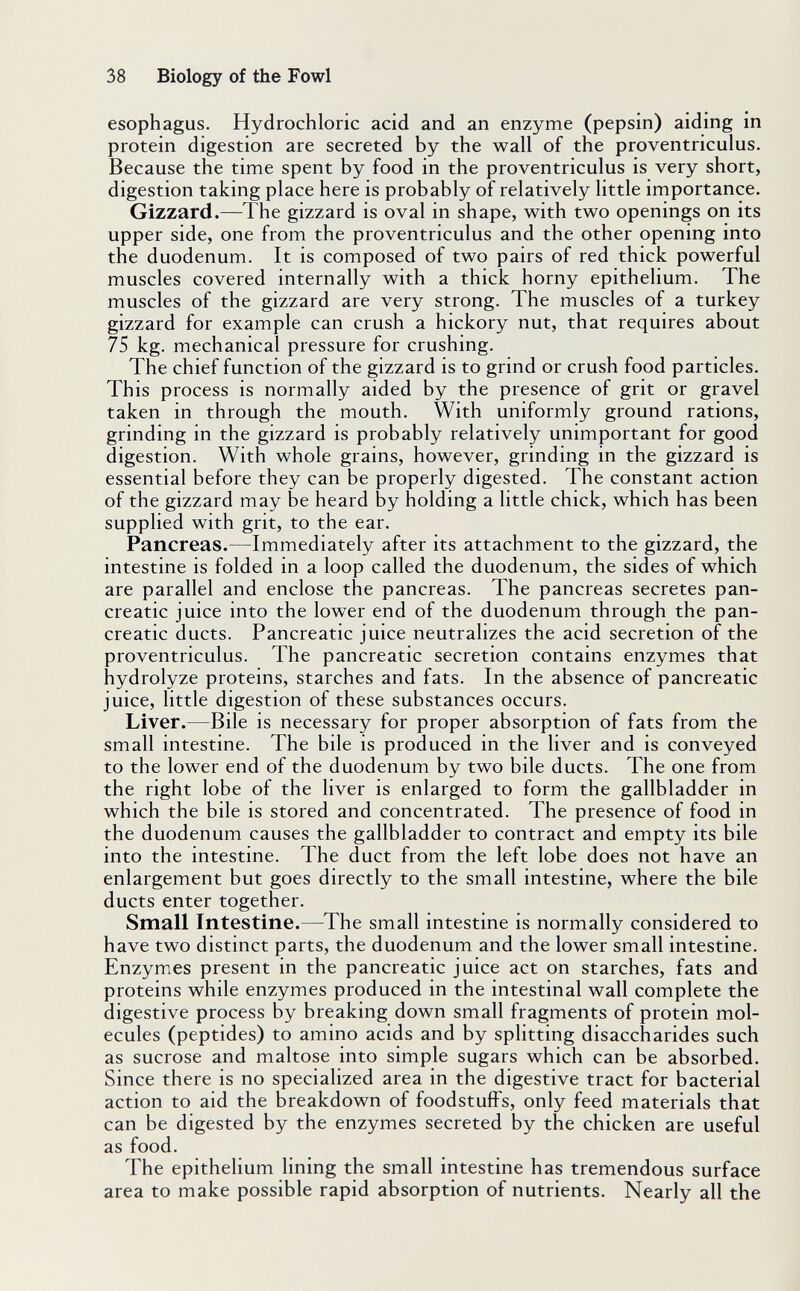 38 Biology of the Fowl esophagus. Hydrochloric acid and an enzyme (pepsin) aiding in protein digestion are secreted by the wall of the proventriculus. Because the time spent by food in the proventriculus is very short, digestion taking place here is probably of relatively little importance. Gizzard.—The gizzard is oval in shape, with two openings on its upper side, one from the proventriculus and the other opening into the duodenum. It is composed of two pairs of red thick powerful muscles covered internally with a thick horny epithelium. The muscles of the gizzard are very strong. The muscles of a turkey gizzard for example can crush a hickory nut, that requires about 75 kg. mechanical pressure for crushing. The chief function of the gizzard is to grind or crush food particles. This process is normally aided by the presence of grit or gravel taken in through the mouth. With uniformly ground rations, grinding in the gizzard is probably relatively unimportant for good digestion. With whole grains, however, grinding in the gizzard is essential before they can be properly digested. The constant action of the gizzard may be heard by holding a little chick, which has been supplied with grit, to the ear. Pancreas.—Immediately after its attachment to the gizzard, the intestine is folded in a loop called the duodenum, the sides of which are parallel and enclose the pancreas. The pancreas secretes pan¬ creatic juice into the lower end of the duodenum through the pan¬ creatic ducts. Pancreatic juice neutralizes the acid secretion of the proventriculus. The pancreatic secretion contains enzymes that hydrolyze proteins, starches and fats. In the absence of pancreatic juice, little digestion of these substances occurs. Liver.—Bile is necessary for proper absorption of fats from the small intestine. The bile is produced in the liver and is conveyed to the lower end of the duodenum by two bile ducts. The one from the right lobe of the liver is enlarged to form the gallbladder in which the bile is stored and concentrated. The presence of food in the duodenum causes the gallbladder to contract and empty its bile into the intestine. The duct from the left lobe does not have an enlargement but goes directly to the small intestine, where the bile ducts enter together. Small Intestine.—The small intestine is normally considered to have two distinct parts, the duodenum and the lower small intestine. Enzymes present in the pancreatic juice act on starches, fats and proteins while enzymes produced in the intestinal wall complete the digestive process by breaking down small fragments of protein mol¬ ecules (peptides) to amino acids and by splitting disaccharides such as sucrose and maltose into simple sugars which can be absorbed. Since there is no specialized area in the digestive tract for bacterial action to aid the breakdown of foodstuffs, only feed materials that can be digested by the enzymes secreted by the chicken are useful as food. The epithelium lining the small intestine has tremendous surface area to make possible rapid absorption of nutrients. Nearly all the