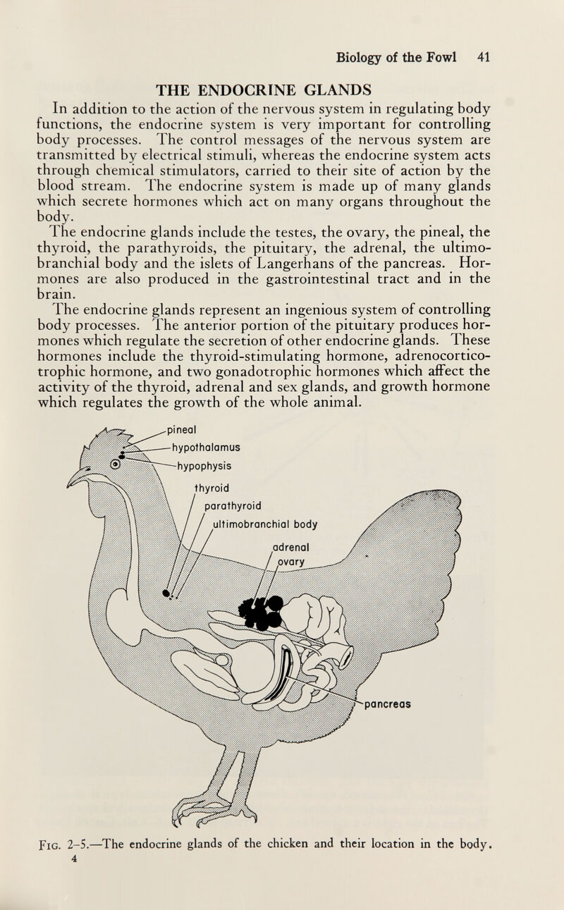 Biology of the Fowl 41 THE ENDOCRINE GLANDS In addition to the action of the nervous system in regulating body functions, the endocrine system is very important for controlling body processes. The control messages of the nervous system are transmitted by electrical stimuli, whereas the endocrine system acts through chemical stimulators, carried to their site of action by the blood stream. The endocrine system is made up of many glands which secrete hormones which act on many organs throughout the body. The endocrine glands include the testes, the ovary, the pineal, the thyroid, the parathyroids, the pituitary, the adrenal, the ultimo- branchial body and the islets of Langerhans of the pancreas. Hor¬ mones are also produced in the gastrointestinal tract and in the brain. The endocrine glands represent an ingenious system of controlling body processes. The anterior portion of the pituitary produces hor¬ mones which regulate the secretion of other endocrine glands. These hormones include the thyroid-stimulating hormone, adrenocortico- trophic hormone, and two gonadotrophic hormones which affect the activity of the thyroid, adrenal and sex glands, and growth hormone which regulates the growth of the whole animal. pancreas Fig. 2-5.—^The endocrine glands of the chicken and their location in the body. 4