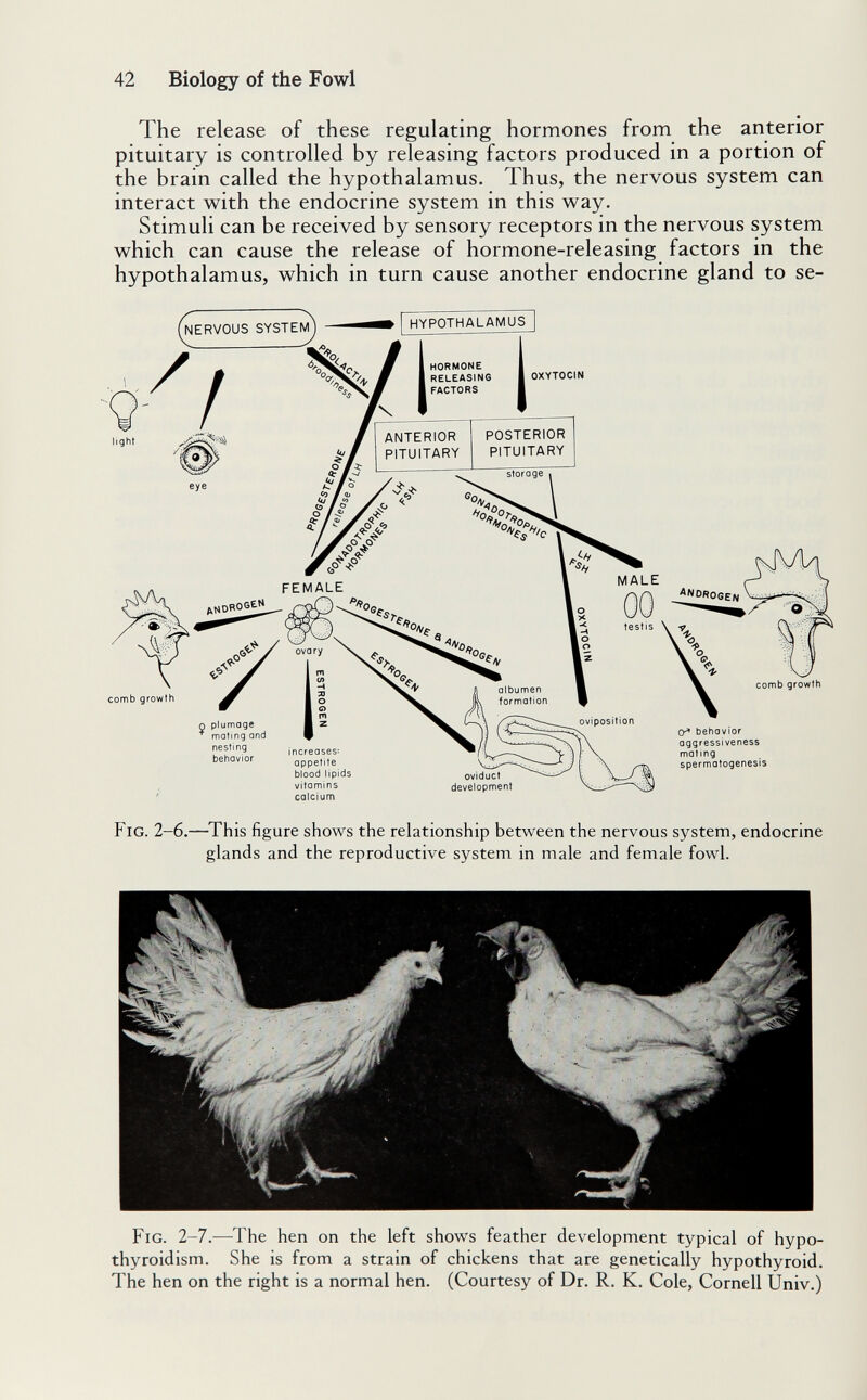 42 Biology of the Fowl The release of these regulating hormones from the anterior pituitary is controlled by releasing factors produced in a portion of the brain called the hypothalamus. Thus, the nervous system can interact with the endocrine system in this way. Stimuli can be received by sensory receptors in the nervous system which can cause the release of hormone-releasing factors in the hypothalamus, which in turn cause another endocrine gland to se- Fig. 2-6.—^This figure shows the relationship between the nervous system, endocrine glands and the reproductive system in male and female fowl. Fig. 2-7.—^The hen on the left shows feather development typical of hypo¬ thyroidism. She is from a strain of chickens that are genetically hypothyroid. The hen on the right is a normal hen. (Courtesy of Dr. R. K. Cole, Cornell Univ.)