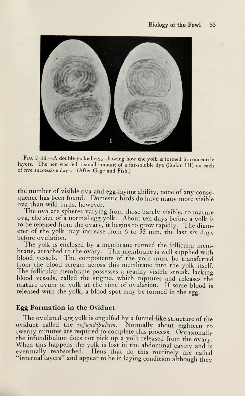 Biology of the Fowl 53 Fig. 2-14.—A double-yolked egg, showing how the yolk is formed in concentric layers. The hen was fed a small amount of a fat-soluble dye (Sudan III) on each of five successive days. (After Gage and Fish.) the number of visible ova and egg-laying ability, none of any conse¬ quence has been found. Domestic birds do have many more visible ova than wild birds, however. The ova are spheres varying from those barely visible, to mature ova, the size of a normal egg yolk. About ten days before a yolk is to be released from the ovary, it begins to grow rapidly. The diam¬ eter of the yolk may increase from 6 to 35 mm. the last six days before ovulation. The yolk is enclosed by a membrane termed the folhcular mem¬ brane, attached to the ovary. This membrane is well supplied with blood vessels. The components of the yolk must be transferred from the blood stream across this membrane into the yolk itself. The follicular membrane possesses a readily visible streak, lacking blood vessels, called the stigma, which ruptures and releases the mature ovum or yolk at the time of ovulation. If some blood is released with the yolk, a blood spot may be formed in the egg. Egg Formation in the Oviduct The ovulated egg yolk is engulfed by a funnel-like structure of the oviduct called the infundibulum. Normally about eighteen to twenty minutes are required to complete this process. Occasionally the infundibulum does not pick up a yolk released from the ovary. When this happens the yolk is lost in the abdominal cavity and is eventually reabsorbed. Hens that do this routinely are called internal layers and appear to be in laying condition although they