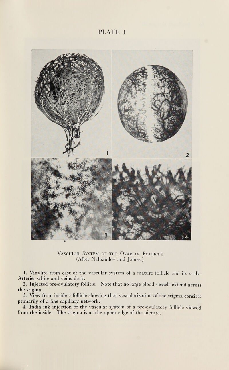 PLATE I Vascular System of the Ovarian Follicle (After Nalbandov and James.) 1. Vinylite resin cast of the vascular system of a mature follicle and its stalk. Arteries vs^hite and veins dark. 2. Injected pre-ovulatory follicle. Note that no large blood vessels extend across the stigma. 3. View^ from inside a follicle showing that vascularization of the stigma consists primarily of a fine capillary network. 4. India ink injection of the vascular system of a pre-ovulatory follicle viewed from the inside. The stigma is at the upper edge of the picture.