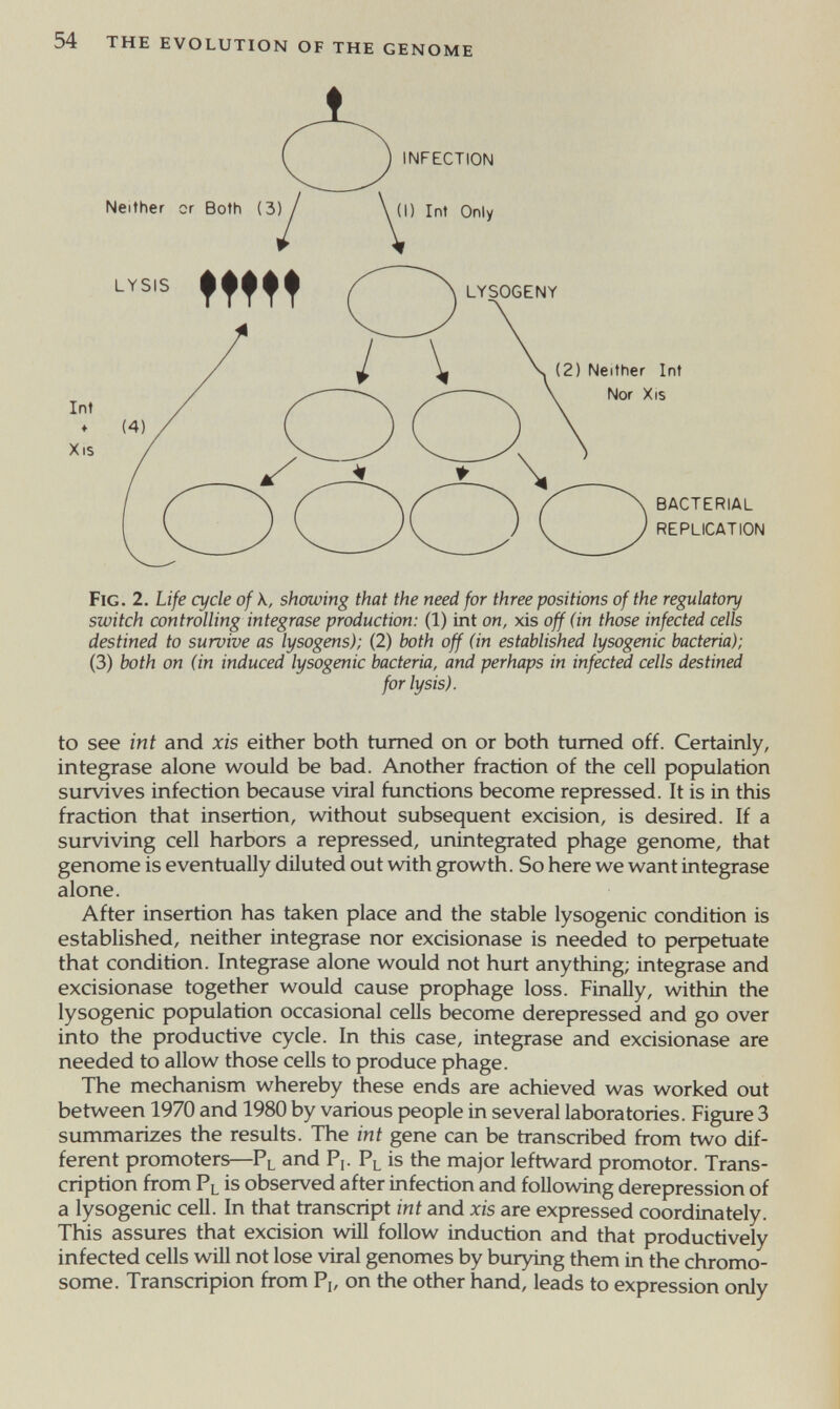 54 THE EVOLUTION OF THE genome У INFECTION Neither cr Both (3) (I) Int Only Int Xis ♦ BACTERIAL REPLICATION Int Fig. 2. Life a/cle of showing that the need for three positions of the regulatory switch controlling integrase production: (1) int on, xis off (in those infected cells destined to survive as lysogens); (2) both off (in established lysogenic bacteria); (3) both on (in induced lysogenic bacteria, and perhaps in infected cells destined for lysis). to see int and xis either both turned on or both turned off. Certainly, integrase alone would be bad. Another fraction of the cell population survives infection because viral functions become repressed. It is in this fraction that insertion, without subsequent excision, is desired. If a surviving cell harbors a repressed, unintegrated phage genome, that genome is eventually diluted out with growth. So here we want integrase alone. After insertion has taken place and the stable lysogenic condition is established, neither integrase nor excisionase is needed to peфetuate that condition. Integrase alone would not hurt anything; integrase and excisionase together would cause prophage loss. Finally, within the lysogenic population occasional cells become derepressed and go over into the productive cycle. In this case, integrase and excisionase are needed to allow those cells to produce phage. The mechanism whereby these ends are achieved was worked out between 1970 and 1980 by various people in several laboratories. Figure 3 summarizes the results. The int gene can be transcribed from two dif¬ ferent promoters—Pl and P,. Pl is the major leftward promotor. Trans¬ cription from Pl is observed after infection and followdng derepression of a lysogenic cell. In that transcript int and xis are expressed coordinately. This assures that excision wiH follow induction and that productively infected cells will not lose viral genomes by burying them in the chromo¬ some. Transcripion from P,, on the other hand, leads to expression only