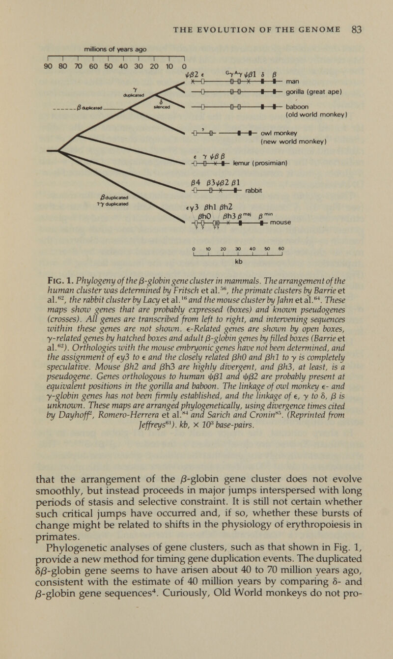 the evolution of the genome 83 millions of years ago I I ^ I I I I I I I 90 80 70 60 50 40 30 20 10 0 0 10 20 30 40 so 60 1 I I I I I 1 kb Fig. 1. Phylogeny of the ß-globin gene cluster in mammals. The arrangement of the human cluster was determined by Fritsch et al. ', the primate clusters by Barrie et al.-, the rabbit cluster by Lacy et ai and the mouse cluster by Jahn etal.'. These maps show genes that are probably expressed (boxes) and known pseudogenes (crosses). All genes are transcribed from left to right, and intervening sequences within these genes are not shown. e-Related genes are shown by open boxes, y-related genes by hatched boxes and adult ß-globin genes byßlled boxes (Barrie et al.-j. Orthologies with the mouse embryonic genes have not been determined, and the assignment of еуЗ to e and the closely related ßhO and ßhl toy is completely speculative. Mouse ßh2 and ßh3 are highly divergent, and ßh3, at least, is a pseudogene. Genes orthologous to human \lißl and фß2 are probably present at equivalent positions in the gorilla and baboon. The linkage of owl monkey e- and y-globin genes has not been ßrmly established, and the linkage of e, у to Ô, ß is unknown. These maps are arranged phylogenetically, using divergence times cited by Dayhoff, Romero-Herrera et а!. and Sarich and Cronin'*'\ (Reprinted from Jeffreys'^^). kb, x 10-^ base-pairs. that the arrangement of the j8-globin gene cluster does not evolve smoothly, but instead proceeds in major jumps interspersed with long periods of stasis and selective constraint. It is still not certain whether such critical jumps have occurred and, if so, whether these bursts of change might be related to shifts in the physiology of erythropoiesis in primates. Phylogenetic analyses of gene clusters, such as that shown in Fig. 1, provide a new method for timing gene duplication events. The duplicated ô/3-gIobin gene seems to have arisen about 40 to 70 million years ago, consistent with the estimate of 40 million years by comparing 8- and ^-globin gene sequences. Curiously, Old World monkeys do not pro-