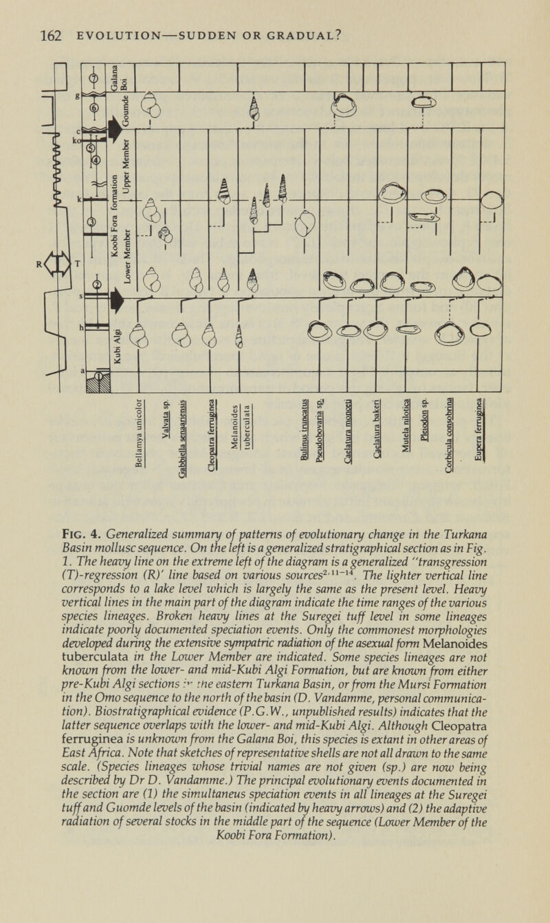 162 evolution—sudden or gradual? Fig. 4. Generalized summary of patterns of evolutionary change in the Turkana Basin mollusc sequence. On the left is a generalized stratigraphical section as in Fig. 1. The heavy line on the extreme left of the diagram is a generalized transgression (T)-regression (R)' line based on various sources^ '. The lighter vertical line corresponds to a lake level which is largely the same as the present level. Heavy vertical lines in the main part of the diagram indicate the time ranges of the various species lineages. Broken heavy lines at the Suregei tuff level in some lineages indicate poorly documented speciation events. Only the commonest morphologies developed during the extensive sympatric radiation of the asexml form Melanoides tuberculata in the Lower Member are indicated. Some species lineages are not known from the lower- and mid-Kubi Algi Formation, but are known from either pre-Kubi Algi sections r*- rne eastern Turkana Basin, or from the Mursi Formation in the Omo sequence to the north of the basin (D. Vandamme, personal communica¬ tion). Biostratigraphical evidence (P.G.W., unpublished results) indicates that the latter sequence overlaps with the lower- and mid-Kubi Algi. Although Cleopatra ferruginea is unknown from the Galana Boi, this species is extant in other areas of East Africa. Note that sketches of representative shells are not all drawn to thesame scale. (Species lineages whose trivial names are not given (sp.) are now being described by Dr D. Vandamme.) The principal evolutionary events documented in the section are (1) the simultaneus speciation events in all lineages at the Suregei tuff and Guomde levels of the basin (indicated by heaxjy arrows) and (2) theadaptive radiation of several stocks in the middle part of the sequence (Lower Member of the Koobi Fora Formation).