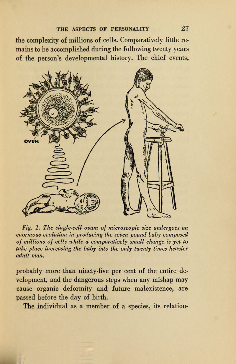 THE ASPECTS OF PERSONALITY 27 the complexity of millions of cells. Comparatively little re¬ mains to be accomplished during the following twenty years of the person's developmental history. The chief events, Fig. 1. The single-cell ovum of microscopic size undergoes an enormous evolution in producing the seven pound baby composed of millions of cells while a comparatively small change is yet to take place increasing the baby into the only twenty times heavier adult man. probably more than ninety-five per cent of the entire de¬ velopment, and the dangerous steps when any mishap may cause organic deformity and, future malexistence, ate passed before the day of birth. The individual as a member of a species, its relation-