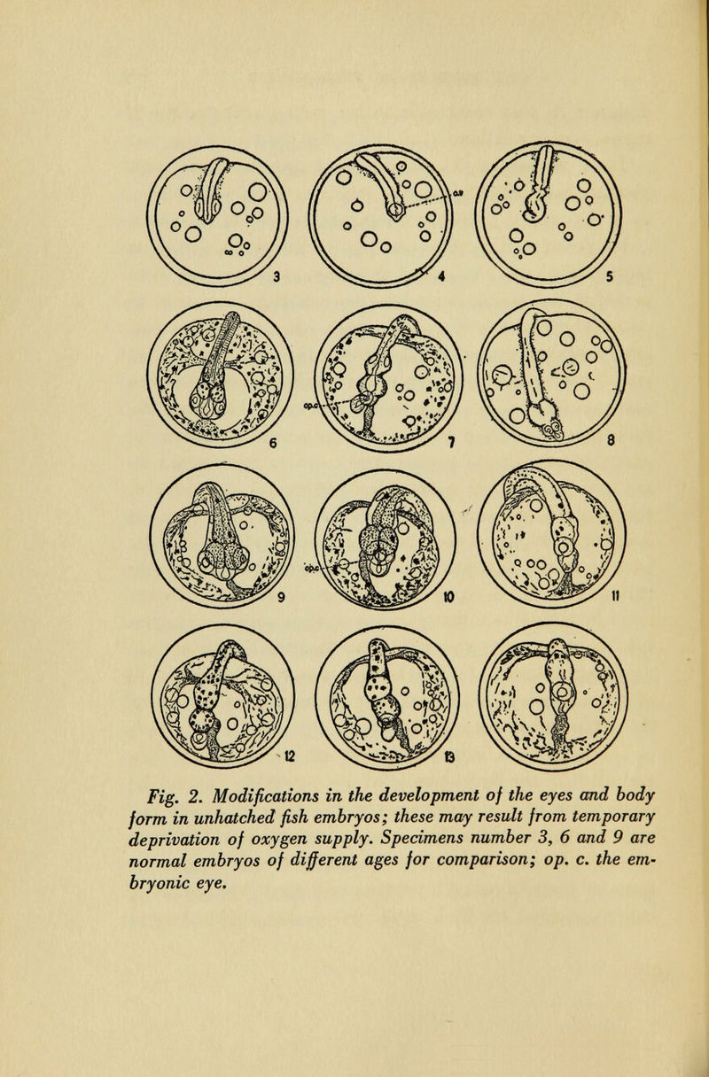 Fig. 2. Modifications in the development of the eyes and body form in unhatched fish embryos; these may result from temporary deprivation of oxygen supply. Specimens number 3, 6 and 9 are normal embryos of different ages for comparison; op. c. the em¬ bryonic eye.