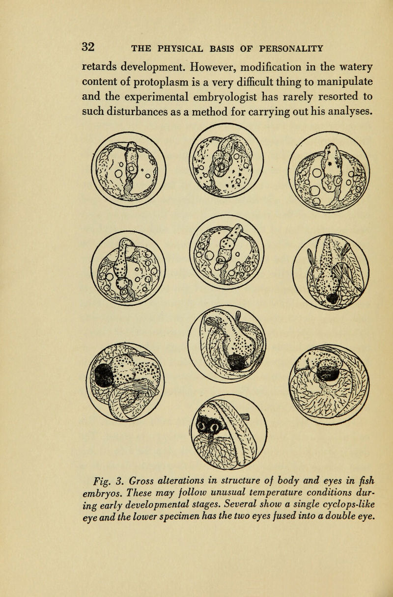 32 THE PHYSICAL BASIS OF PERSONALITY retards development. However, modification in the watery content of protoplasm is a very difficult thing to manipidate and the experimental embryologist has rarely resorted to such disturbances as a method for carrying out his analyses. Fig. 3. Gross alterations in structure of body and eyes in fish embryos. These may follow unusual temperature conditions dur¬ ing early developmental stages. Several show a single cyclops-like eye and the lower specimen has the two eyes fused into a double eye.