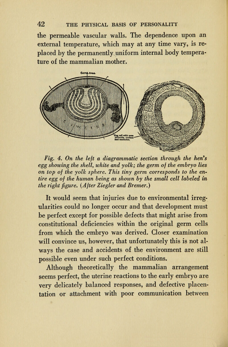 42 THE PHYSICAL BASIS OF PERSONALITY the permeable vascular walls. The dependence upon an external temperature, which may at any time vary, is re¬ placed by the permanently uniform internal body tempera¬ ture of the mammalian mother. Fig. 4. On the left a diagrammatic section through the hen*s egg showing the shell, white and yolk; the germ of the embryo lies on top of the yolk sphere. This tiny germ corresponds to the en¬ tire egg of the human being as shown by the small cell labeled in the right figure. {After Ziegler and Bremer.) It would seem that injuries due to environmental irreg¬ ularities could no longer occur and that development must be perfect except for possible defects that might arise from constitutional deficiencies within the original germ cells from which the embryo was derived. Closer examination will convince us, however, that unfortunately this is not al¬ ways the case and accidents of the environment are still possible even under such perfect conditions. Although theoretically the mammalian arrangement seems perfect, the uterine reactions to the early embryo are very delicately balanced responses, and defective placen- tation or attachment with poor communication between