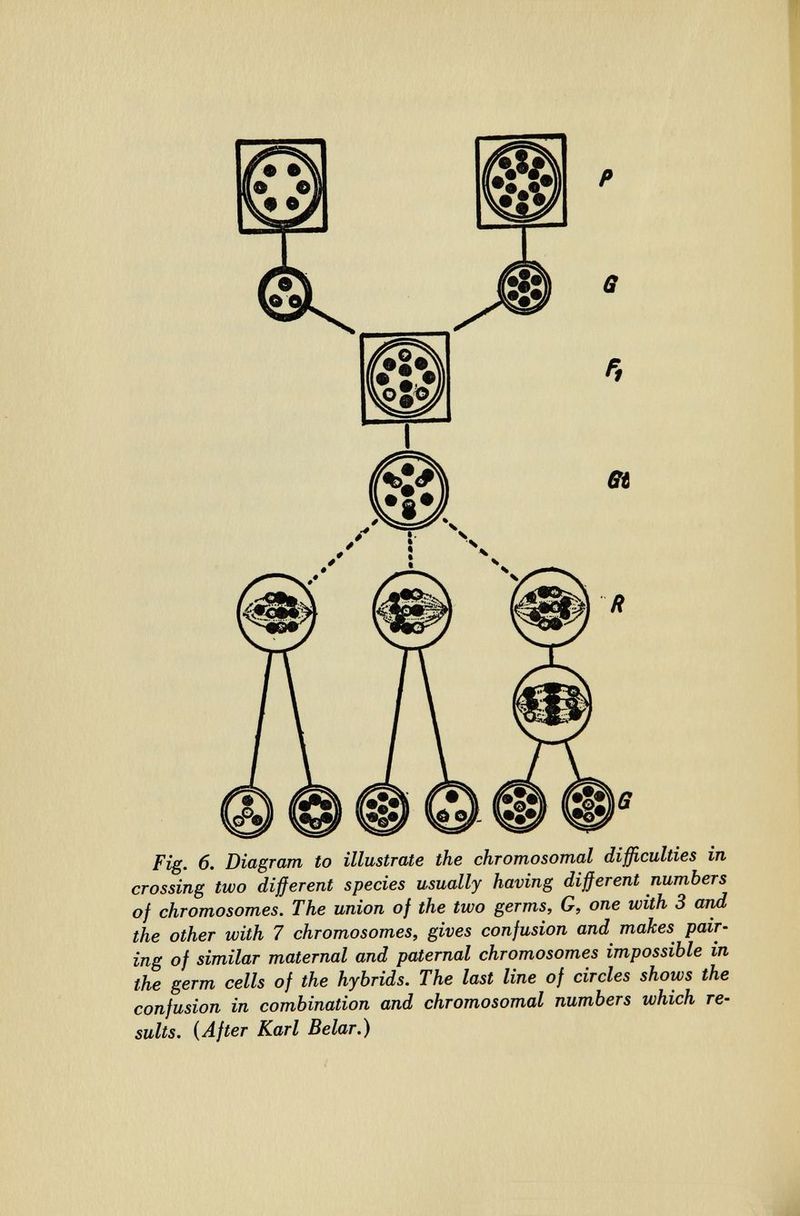 Fig. 6. Diagram to illustrate the chromosomal difficulties in crossing two different species usually having different numbers of chromosomes. The union of the two germs, G, one with 3 and the other with 7 chromosomes, gives confusion and makes pair¬ ing of similar maternal and paternal chromosomes impossible in the germ cells of the hybrids. The last line of circles shows the confusion in combination and chromosomal numbers which re¬ sults. (After Karl Belar.)