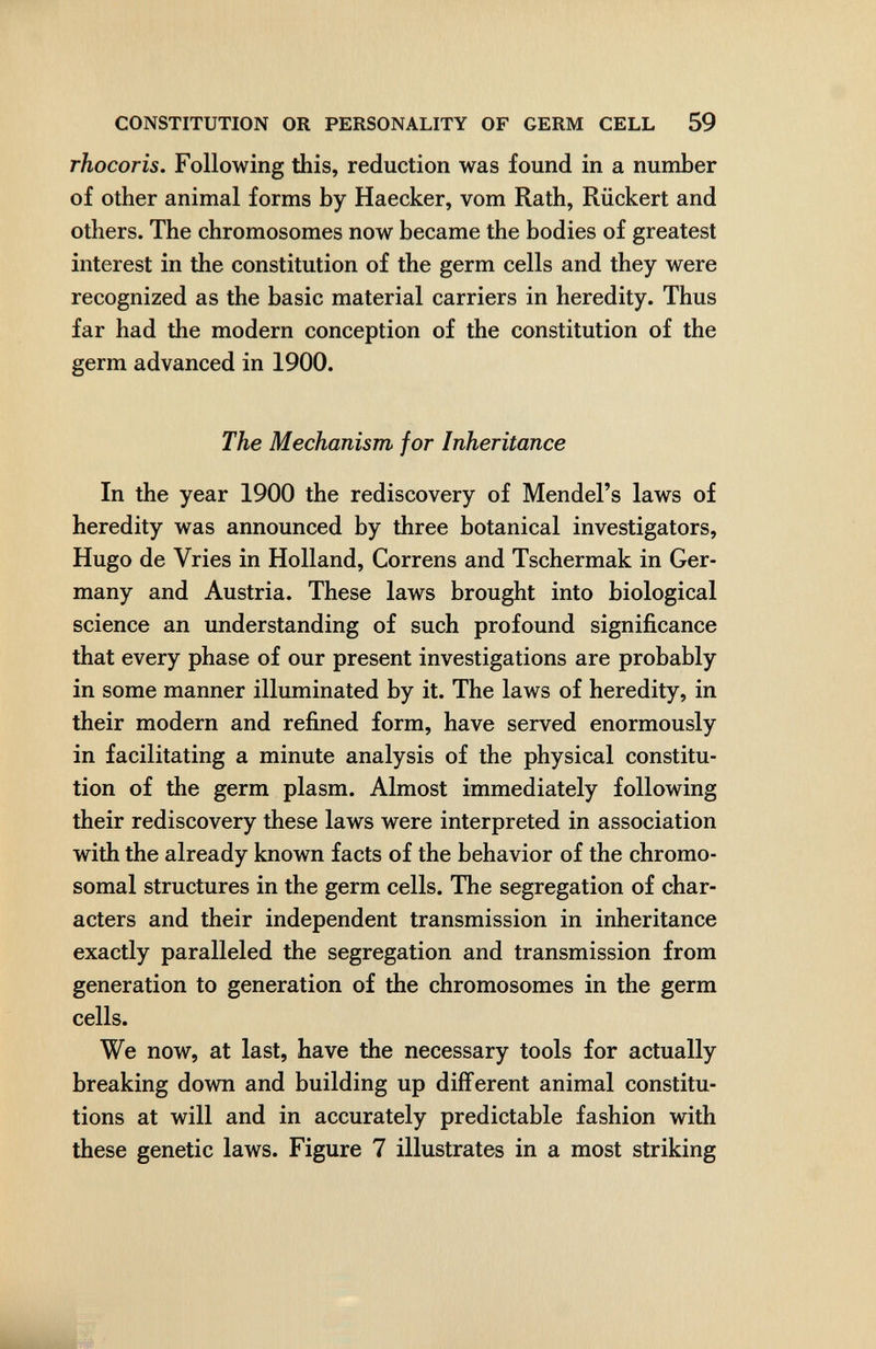 CONSTITUTION OR PERSONALITY OF GERM CELL 59 rhocorîs. Following this, reduction was found in a number of other animal forms by Haecker, vom Rath, Riickert and others. The chromosomes now became the bodies of greatest interest in the constitution of the germ cells and they were recognized as the basic material carriers in heredity. Thus far had the modern conception of the constitution of the germ advanced in 1900. The Mechanism for Inheritance In the year 1900 the rediscovery of Mendel's laws of heredity was announced by three botanical investigators, Hugo de Vries in Holland, Correns and Tschermak in Ger¬ many and Austria. These laws brought into biological science an understanding of such profound significance that every phase of our present investigations are probably in some manner illuminated by it. The laws of heredity, in their modern and refined form, have served enormously in facilitating a minute analysis of the physical constitu¬ tion of the germ plasm. Almost immediately following their rediscovery these laws were interpreted in association with the already known facts of the behavior of the chromo¬ somal structures in the germ cells. The segregation of char¬ acters and their independent transmission in inheritance exactly paralleled the segregation and transmission from generation to generation of the chromosomes in the germ cells. We now, at last, have the necessary tools for actually breaking down and building up different animal constitu¬ tions at will and in accurately predictable fashion with these genetic laws. Figure 7 illustrates in a most striking