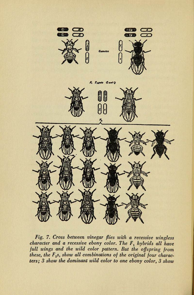 Fig. 7. Ctoss between vinegar flies with a recessive wingless character and a recessive ebony color. The hybrids all have full wings and the wild color pattern. But the oßspring from these, the F^s, show all combinations of the original four charac¬ ters; 3 show the dominant wild color to one ebony color, 3 show