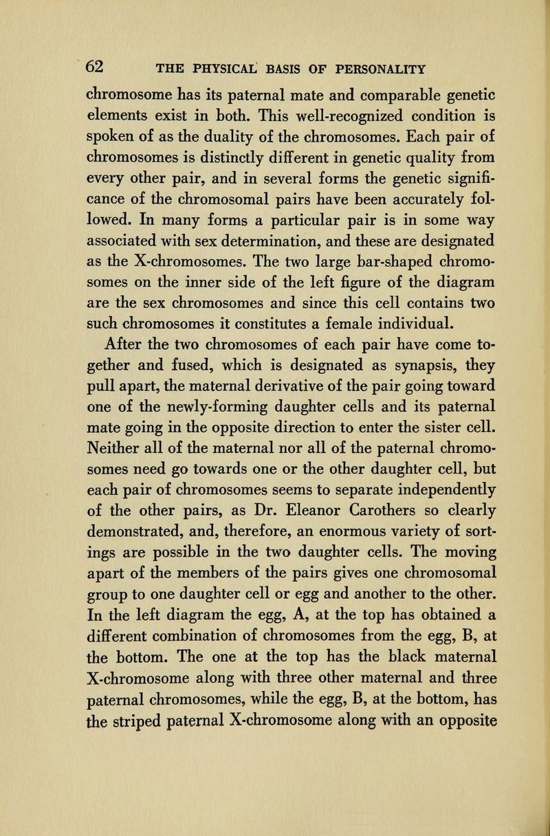 62 THE PHYSICAL BASIS OF PERSONALITY chromosome has its paternal mate and comparable genetic elements exist in both. This well-recognized condition is spoken of as the duality of the chromosomes. Each pair of chromosomes is distinctly different in genetic quality from every other pair, and in several forms the genetic signifi¬ cance of the chromosomal pairs have been accurately fol¬ lowed. In many forms a particular pair is in some way associated with sex determination, and these are designated as the X-chromosomes. The two large bar-shaped chromo¬ somes on the inner side of the left figure of the diagram are the sex chromosomes and since this cell contains two such chromosomes it constitutes a female individual. After the two chromosomes of each pair have come to¬ gether and fused, which is designated as synapsis, they pull apart, the maternal derivative of the pair going toward one of the newly-forming daughter cells and its paternal mate going in the opposite direction to enter the sister cell. Neither all of the maternal nor all of the paternal chromo¬ somes need go towards one or the other daughter cell, but each pair of chromosomes seems to separate independently of the other pairs, as Dr. Eleanor Carothers so clearly demonstrated, and, therefore, an enormous variety of sort¬ ings are possible in the two daughter cells. The moving apart of the members of the pairs gives one chromosomal group to one daughter cell or egg and another to the other. In the left diagram the egg. A, at the top has obtained a different combination of chromosomes from the egg, B, at the bottom. The one at the top has the black maternal X-chromosome along with three other maternal and three paternal chromosomes, while the egg, B, at the bottom, has the striped paternal X-chromosome along with an opposite