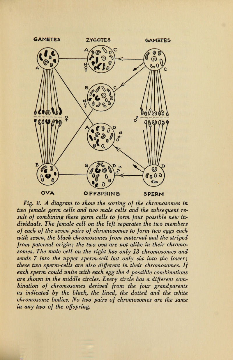 GAMETES ZYGOTES GAMETES OVA OFFSPRING SPERM Fig. 8. A diagram to show the sorting of the chromosomes in two female germ cells and two male cells and the subsequent re¬ sult of combining these germ cells to form four possible new in¬ dividuals. The female cell on the left separates the two members of each of the seven pairs of chromosomes to form two eggs each with seven, the black chromosomes from maternal and the striped from paternal origin; the two ova are not alike in their chromo¬ somes. The male cell on the right has only 13 chromosomes and sends 7 into the upper sperm-cell but only six into the lower; these two sperm-cells are also different in their chromosomes. If each sperm could unite with each egg the 4 possible combinations are shown in the middle circles. Every circle has a different com¬ bination of chromosomes derived from the four grandparents as indicated by the black, the lined, the dotted and the white chromosome bodies. No two pairs of chromosomes are the same in any two of the offspring.