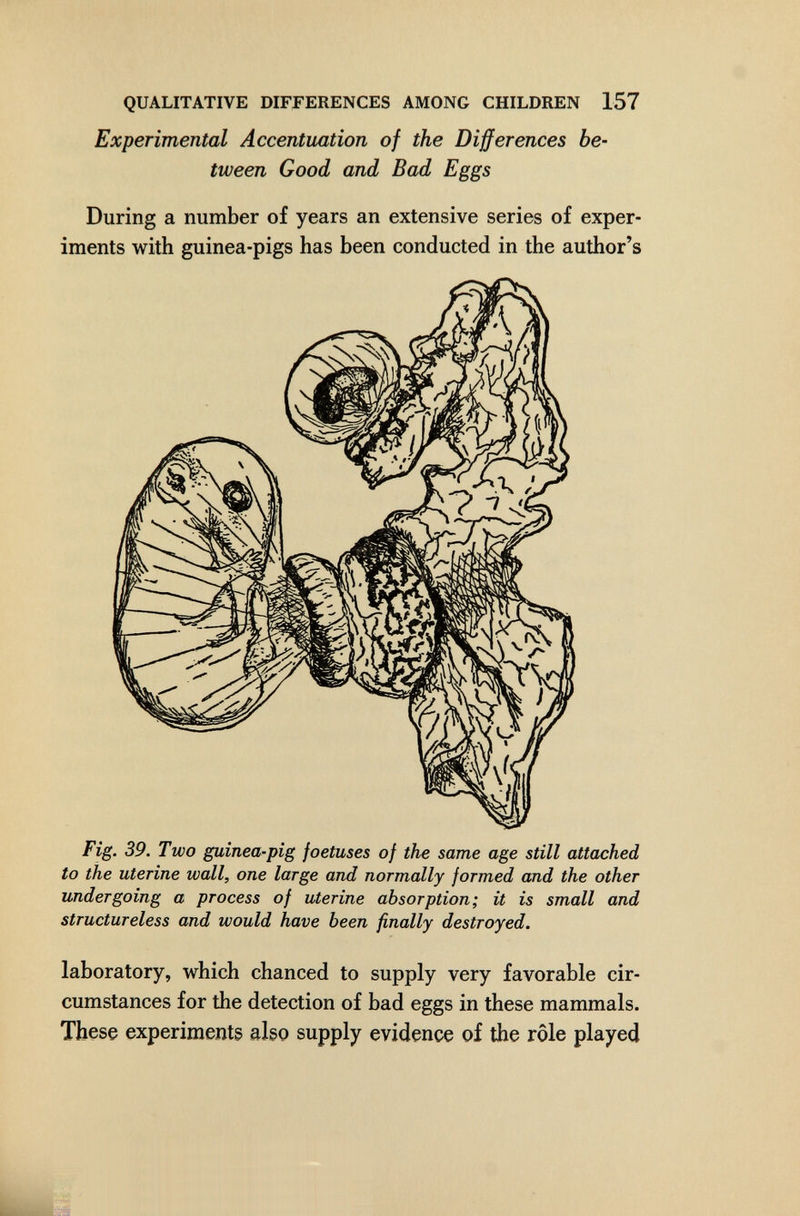 QUALITATIVE DIFFERENCES AMONG CHILDREN 157 Experimental Accentuation of the Differences be¬ tween Good and Bad Eggs During a number of years an extensive series of exper¬ iments with guinea-pigs has been conducted in the author's Fig. 39. Two guinea-pig foetuses of the same age still attached to the uterine wall, one large and normally formed and the other undergoing a process of uterine absorption; it is small and structureless and would have been finally destroyed. laboratory, which chanced to supply very favorable cir¬ cumstances for the detection of bad eggs in these mammals. These experiments also supply evidence of the rôle played