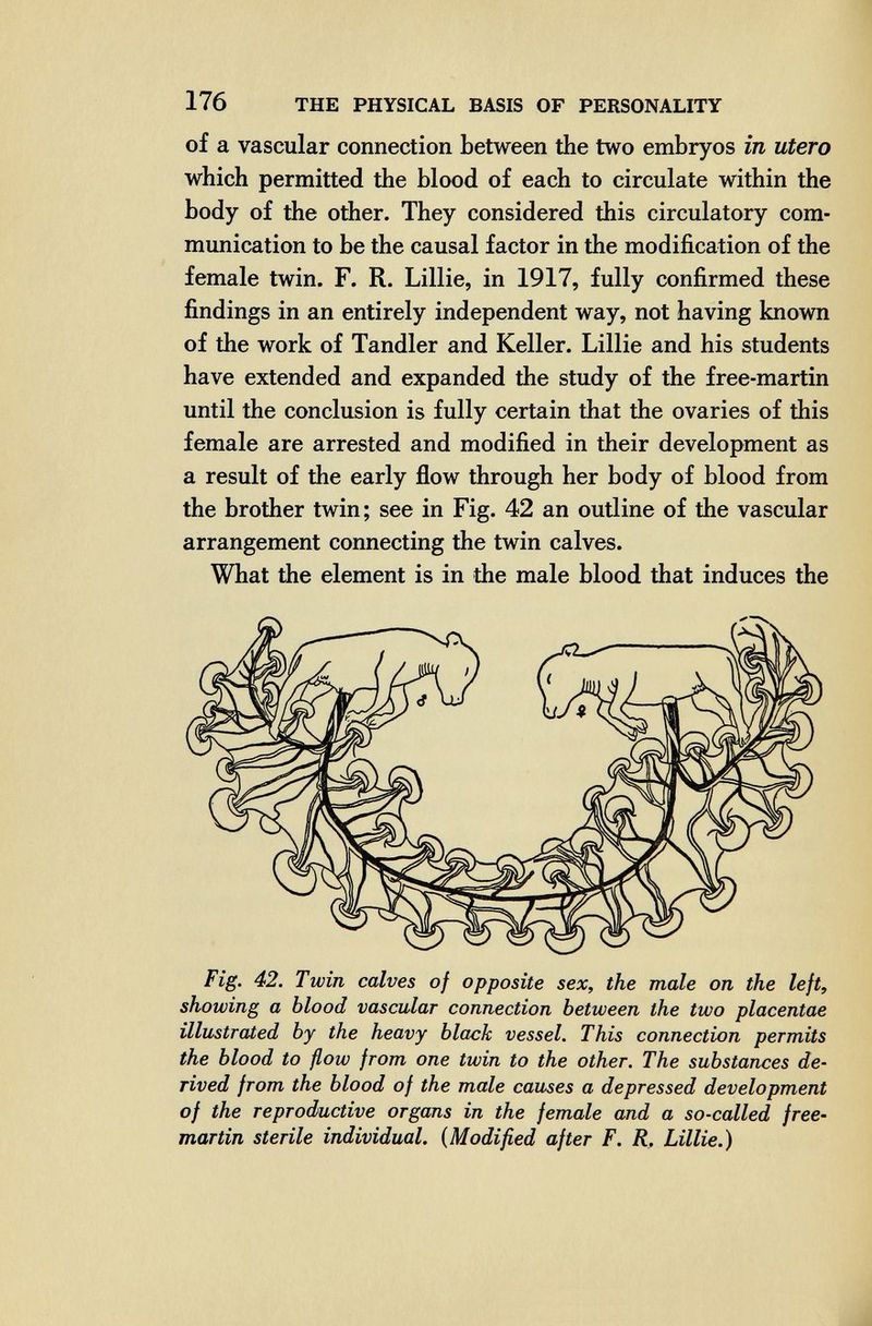 176 THE PHYSICAL BASIS OF PERSONALITY of a vascular connection between the two embryos in utero which permitted the blood of each to circulate within the body of the other. They considered this circulatory com¬ munication to be the causal factor in the modification of the female twin. F. R. Lillie, in 1917, fully confirmed these findings in an entirely independent way, not having known of the work of Tandler and Keller. Lillie and his students have extended and expanded the study of the free-martin until the conclusion is fully certain that the ovaries of this female are arrested and modified in their development as a result of the early flow through her body of blood from the brother twin; see in Fig. 42 an outline of the vascular arrangement connecting the twin calves. What the element is in the male blood that induces the Fig. 42. Twin calves of opposite sex, the male on the left, showing a blood vascular connection between the two placentae illustrated by the heavy black vessel. This connection permits the blood to flow from one twin to the other. The substances de¬ rived from the blood of the male causes a depressed development of the reproductive organs in the female and a so-called free- martin sterile individual, {Modified after F. R, Lillie.)