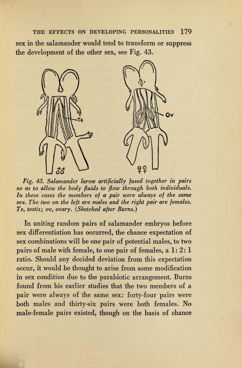 THE EFFECTS ON DEVELOPING PERSONALITIES 179 sex in the salamander would tend to transform or suppress In these cases the members of a pair were always of the same sex. The two on the left are males and the right pair are females. Te, testis; ov, ovary. {Sketched after Burns.) In uniting random pairs of salamander embryos before sex differentiation has occurred, the chance expectation of sex combinations will be one pair of potential males, to two pairs of male with female, to one pair of females, a 1: 2: 1 ratio. Should any decided deviation from this expectation occur, it would be thought to arise from some modification in sex condition due to the parabiotic arrangement. Burns found from his earlier studies that the two members of a pair were always of the same sex: forty-four pairs were both males and thirty-six pairs were both females. No male-female pairs existed, though on the basis of chance