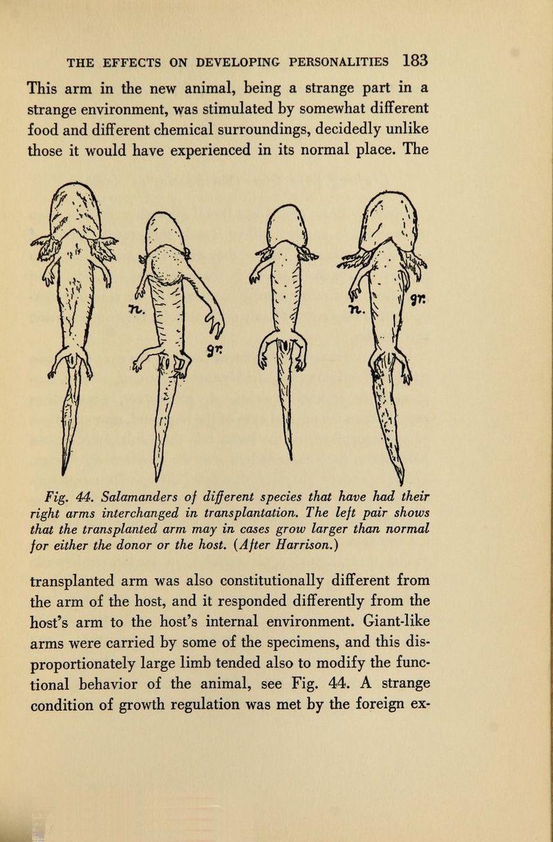 THE EFFECTS ON DEVELOPING PERSONALITIES 183 This arm in the new animal, being a strange part in a strange environment, was stimulated by somewhat different food and different chemical surroundings, decidedly unlike those it would have experienced in its normal place. The Fig. 44. Salamanders of different species that have had their right arms interchanged in transplantation. The left pair shows that the transplanted arm may in cases grow larger than normal for either the donor or the host. {After Harrison.) transplanted arm was also constitutionally different from the arm of the host, and it responded differently from the host's arm to the host's internal environment. Giant-like arms were carried by some of the specimens, and this dis¬ proportionately large limb tended also to modify the func¬ tional behavior of the animal, see Fig. 44. A strange condition of growth regulation was met by the foreign ex-