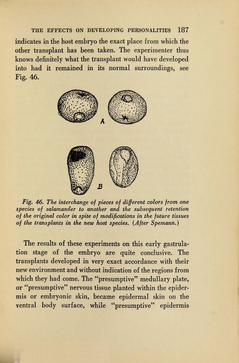 THE EFFECTS ON DEVELOPING PERSONALITIES 187 indicates in the host embryo the exact place from which the other transplant has been taken. The experimenter thus knows definitely what the transplant would have developed into had it remained in its normal surroundings, see Fig. 46. Fig. 46. The interchange of pieces of different colors from one species of salamander to another and the subsequent retention of the original color in spite of modifications in the future tissues of the transplants in the new host species. {After Spemann.) The results of these experiments on this early gastrula- tion stage of the embryo are quite conclusive. The transplants developed in very exact accordance with their new environment and without indication of the regions from which they had come. The presumptive medullary plate, or presumptive nervous tissue planted within the epider¬ mis or embryonic skin, became epidermal skin on the ventral body surface, while presumptive epidermis