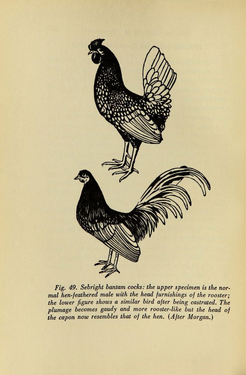 Fig. 49' Sebright bantam cocks: the upper specimen is the nor- mal hen-feathered male tvith the head furnishings of the rooster; the lobver figure shotus a svmvlar bvrd after being castrated. 7he plumage becomes gaudy and more rooster-like but the head of the capon now resembles that of the hen. {After Morgan.)