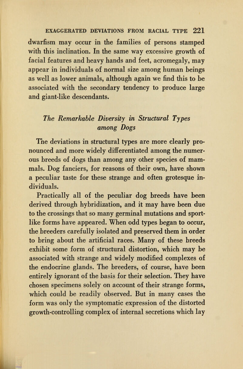 EXAGGERATED DEVIATIONS FROM RACIAL TYPE 221 dwarfism may occur in the families of persons stamped with this inclination. In the same way excessive growth of facial features and heavy hands and feet, acromegaly, may appear in individuals of normal size among human beings as well as lower animals, although again we find this to be associated with the secondary tendency to produce large and giant-like descendants. The Remarkable Diversity in Structural Types among Dogs The deviations in structural types are more clearly pro¬ nounced and more widely differentiated among the numer¬ ous breeds of dogs than among any other species of mam¬ mals. Dog fanciers, for reasons of their own, have shown a peculiar taste for these strange and often grotesque in¬ dividuals. Practically all of the peculiar dog breeds have been derived through hybridization, and it may have been due to the crossings that so many germinal mutations and sport¬ like forms have appeared. When odd types began to occur, the breeders carefully isolated and preserved them in order to bring about the artificial races. Many of these breeds exhibit some form of structural distortion, which may be associated with strange and widely modified complexes of the endocrine glands. The breeders, of course, have been entirely ignorant of the basis for their selection. They have chosen specimens solely on account of their strange forms, which could be readily observed. But in many cases the form was only the symptomatic expression of the distorted growth-controlling complex of internal secretions which lay