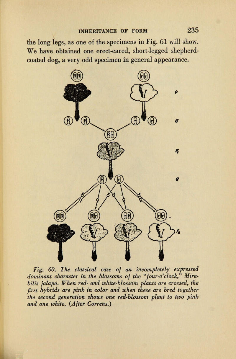 INHERITANCE OF FORM 235 the long legs, as one of the specimens in Fig. 61 will show. We have obtained one erect-eared, short-legged shepherd- coated dog, a very odd specimen in general appearance. Fig. 60. The classical case of an incompletely expressed dominant character in the blossoms of the four-o'clock Mira¬ bilis jalapa. When red- and white-blossom plants are crossed, the first hybrids are pink in color and when these are bred together the second generation shows one red-blossom plant to two pink and one white. {After Correns.)
