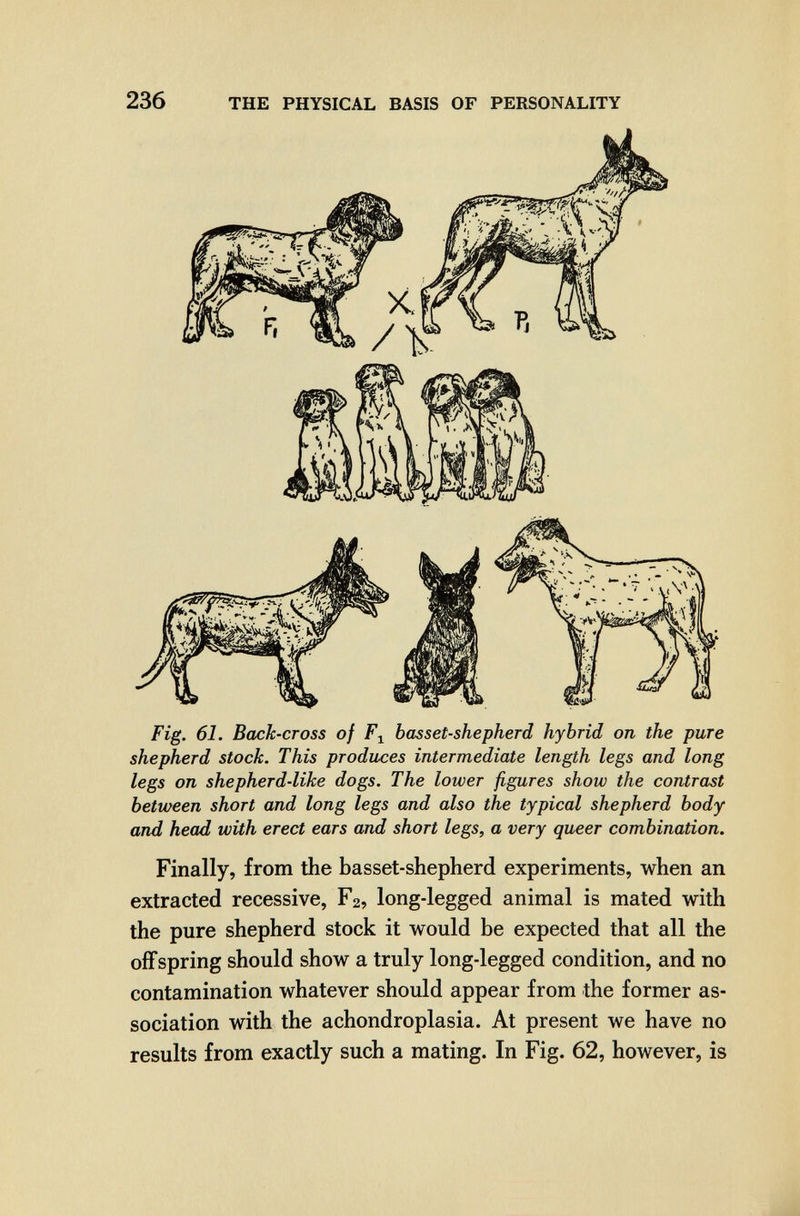 236 THE PHYSICAL BASIS OF PERSONALITY Fig. 61. Back-cross of basset-shepherd hybrid on the pure shepherd stock. This produces intermediate length legs and long legs on shepherd-like dogs. The lower figures show the contrast between short and long legs and also the typical shepherd body and head with erect ears and short legs, a very queer combination. Finally, from the basset-shepherd experiments, when an extracted recessive, F2, long-legged animal is mated with the pure shepherd stock it would be expected that all the offspring should show a truly long-legged condition, and no contamination whatever should appear from the former as¬ sociation with the achondroplasia. At present we have no results from exactly such a mating. In Fig. 62, however, is