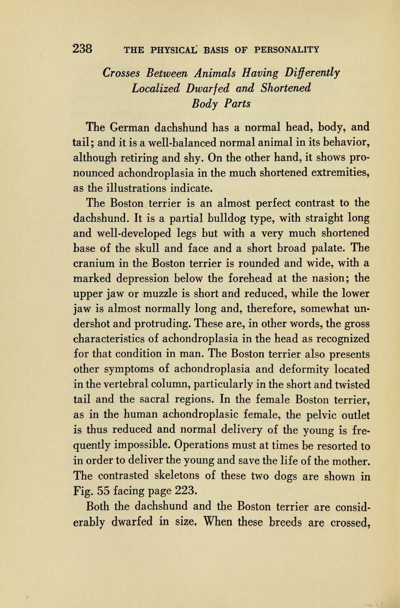 238 THE PHYSICAL' BASIS OF PERSONALITY Crosses Between Animals Having Differently Localized Dwarfed and Shortened Body Parts The German dachshund has a normal head, body, and tail ; and it is a well-balanced normal animal in its behavior, although retiring and shy. On the other hand, it shows pro¬ nounced achondroplasia in the much shortened extremities, as the illustrations indicate. The Boston terrier is an almost perfect contrast to the dachshund. It is a partial bulldog type, with straight long and well-developed legs but with a very much shortened base of the skull and face and a short broad palate. The cranium in the Boston terrier is rounded and wide, with a marked depression below the forehead at the nasion; the upper jaw or muzzle is short and reduced, while the lower jaw is almost normally long and, therefore, somewhat un¬ dershot and protruding. These are, in other words, the gross characteristics of achondroplasia in the head as recognized for that condition in man. The Boston terrier also presents other symptoms of achondroplasia and deformity located in the vertebral column, particularly in the short and twisted tail and the sacral regions. In the female Boston terrier, as in the human achondroplasic female, the pelvic outlet is thus reduced and normal delivery of the young is fre¬ quently impossible. Operations must at times be resorted to in order to deliver the young and save the life of the mother. The contrasted skeletons of these two dogs are shown in Fig. 55 facing page 223. Both the dachshund and the Boston terrier are consid¬ erably dwarfed in size. When these breeds are crossed,