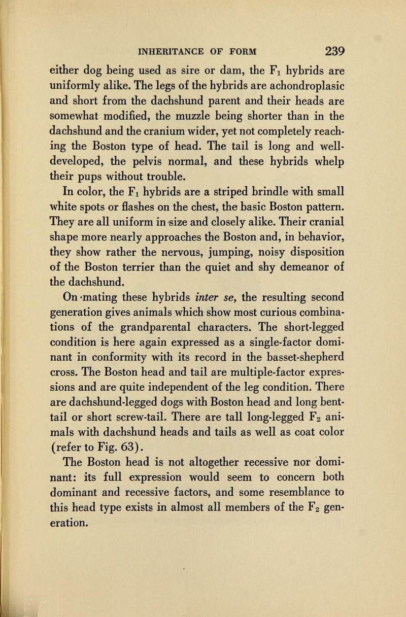 INHERITANCE OF FORM 239 either dog being used as sire or dam, the Fi hybrids are uniformly alike. The legs of the hybrids are achondroplasia and short from the dachshund parent and their heads are somewhat modified, the muzzle being shorter than in the dachshund and the cranium wider, yet not completely reach¬ ing the Boston type of head. The tail is long and well- developed, the pelvis normal, and these hybrids whelp their pups without trouble. In color, the Fl hybrids are a striped brindle with small white spots or flashes on the chest, the basic Boston pattern. They are all uniform in size and closely alike. Their cranial shape more nearly approaches the Boston and, in behavior, they show rather the nervous, jumping, noisy disposition of the Boston terrier than the quiet and shy demeanor of the dachshund. On-mating these hybrids inter se, the resulting second generation gives animals which show most curious combina¬ tions of the grandparental characters. The short-legged condition is here again expressed as a single-factor domi¬ nant in conformity with its record in the basset-shepherd cross. The Boston head and tail are multiple-factor expres¬ sions and are quite independent of the leg condition. There are dachshund-legged dogs with Boston head and long bent- tail or short screw-tail. There are tall long-legged F2 ani¬ mals with dachshund heads and tails as well as coat color (refer to Fig. 63). The Boston head is not altogether recessive nor domi¬ nant: its full expression would seem to concern both dominant and recessive factors, and some resemblance to this head type exists in almost all members of the F2 gen¬ eration.