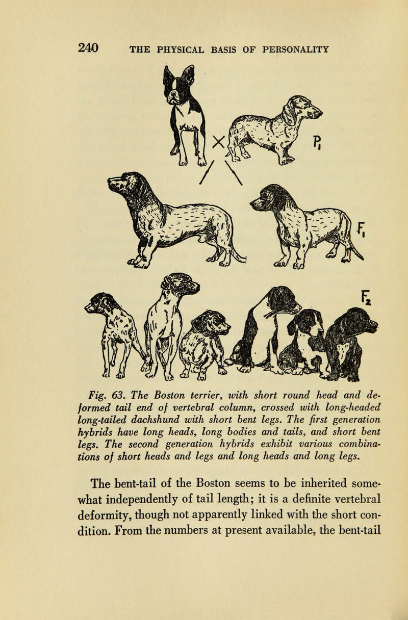 240 THE PHYSICAL BASIS OF PERSONALITY Fig. 63. The Boston terrier, with short round head and de¬ formed tail end of vertebral column, crossed with long-headed long-tailed dachshund with short bent legs. The first generation hybrids have long heads, long bodies and tails, and short bent legs. The second generation hybrids exhibit various combina¬ tions of short heads and legs and long heads and long legs. The bent-tail of the Boston seems to be inherited some¬ what independently of tail length; it is a definite vertebral deformity, though not apparently linked with the short con¬ dition. From the numbers at present available, the bent-tail