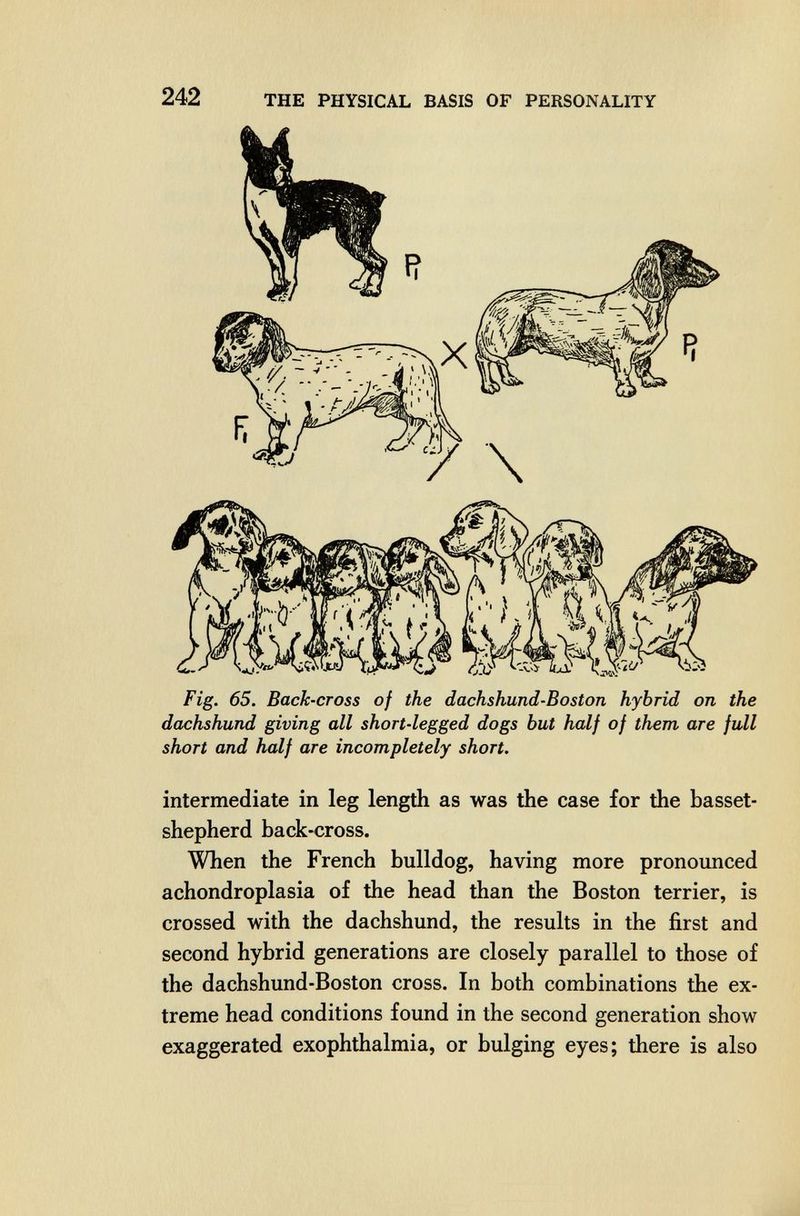 242 THE PHYSICAL BASIS OF PERSONALITY Fig. 65. Back-cross of the dachshund-Boston hybrid on the dachshund giving all short-legged dogs but half of them are full short and half are incompletely short. intermediate in leg length as was the case for the basset- shepherd back-cross. When the French bulldog, having more pronounced achondroplasia of the head than the Boston terrier, is crossed with the dachshund, the results in the first and second hybrid generations are closely parallel to those of the dachshund-Boston cross. In both combinations the ex¬ treme head conditions found in the second generation show exaggerated exophthalmia, or bulging eyes; there is also