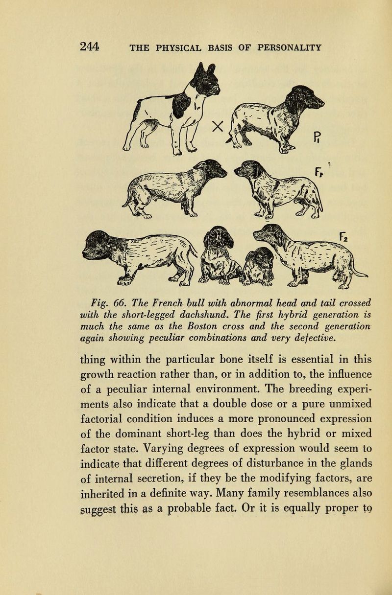 244 THE PHYSICAL BASIS OF PERSONALITY Fig. 66. The French bull with abnormal head and tail crossed with the short-legged dachshund. The first hybrid generation is much the same as the Boston cross and the second generation again showing peculiar combinations and very defective. thing within the particular bone itself is essential in this growth reaction rather than, or in addition to, the influence of a peculiar internal environment. The breeding experi¬ ments also indicate that a double dose or a pure unmixed factorial condition induces a more pronounced expression of the dominant short-leg than does the hybrid or mixed factor state. Varying degrees of expression would seem to indicate that different degrees of disturbance in the glands of internal secretion, if they be the modifying factors, are inherited in a definite way. Many family resemblances also suggest this as a probable fact. Or it is equally proper to