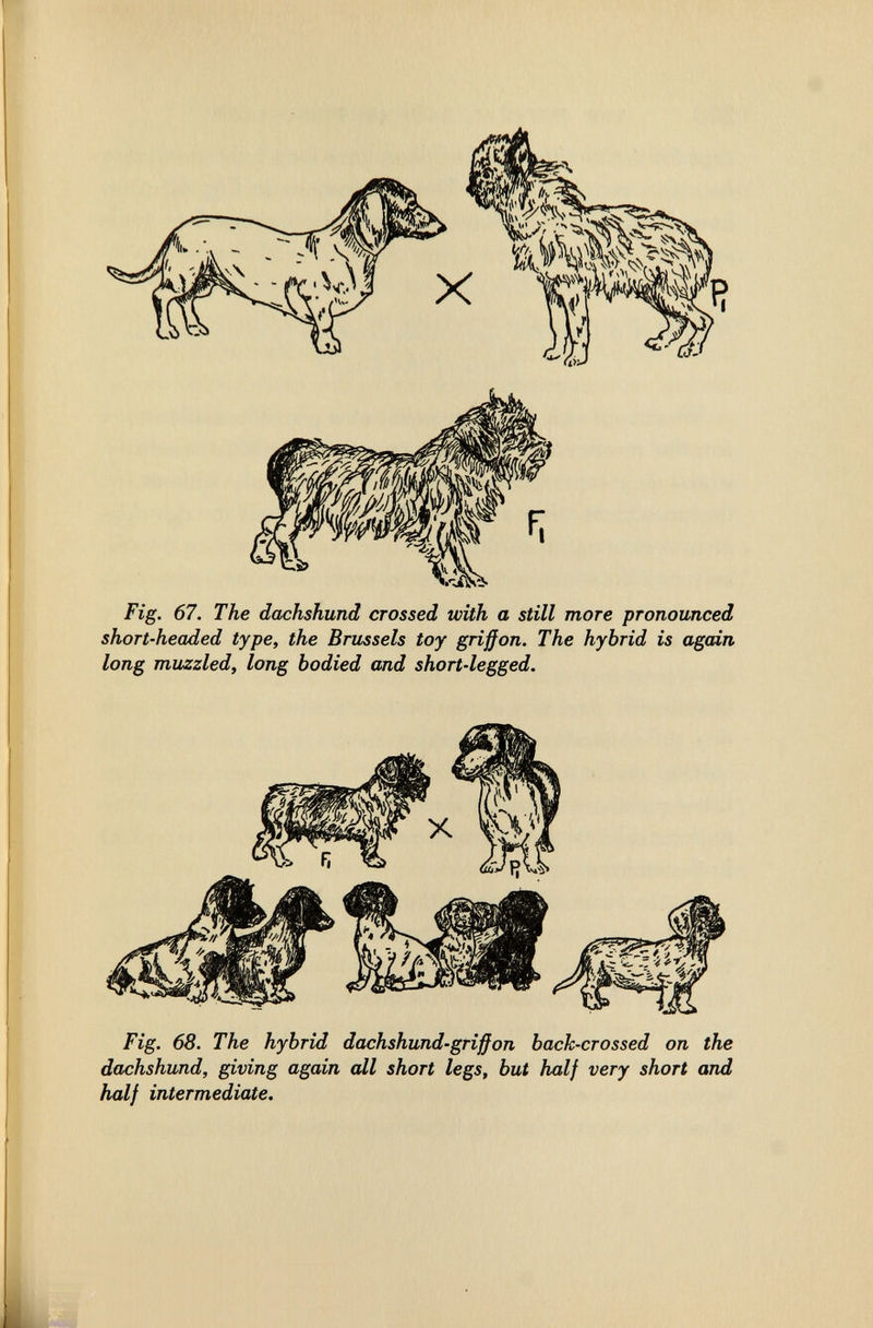 Fig. 67. The dachshund crossed with a still more pronounced short-headed type, the Brussels toy griffon. The hybrid is again long muzzled, long bodied and short-legged. Fig. 68. The hybrid dachshund-griff on back-crossed on the dachshund, giving again all short legs, but half very short and half intermediate.