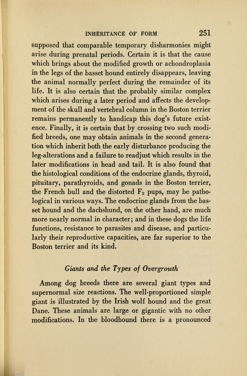 INHERITANCE OF FORM 251 supposed that comparable temporary disharmonies might arise during prenatal periods. Certain it is that the cause which brings about the modified growth or achondroplasia in the legs of the basset hound entirely disappears, leaving the animal normally perfect during the remainder of its life. It is also certain that the probably similar complex which arises during a later period and affects the develop¬ ment of the skull and vertebral column in the Boston terrier remains permanently to handicap this dog's future exist¬ ence. Finally, it is certain that by crossing two such modi¬ fied breeds, one may obtain animals in the second genera¬ tion which inherit both the early disturbance producing the leg-alterations and a failure to readjust which results in the later modifications in head and tail. It is also found that the histological conditions of the endocrine glands, thyroid, pituitary, parathyroids, and gonads in the Boston terrier, the French bull and the distorted F2 pups, may be patho¬ logical in various ways. The endocrine glands from the bas¬ set hound and the dachshund, on the other hand, are much more nearly normal in character ; and in these dogs the life functions, resistance to parasites and disease, and particu¬ larly their reproductive capacities, are far superior to the Boston terrier and its kind. Giants and the Types of Overgrowth Among dog breeds there are several giant types and supernormal size reactions. The well-proportioned simple giant is illustrated by the Irish wolf hound and the great Dane. These animals are large or gigantic with no other modifications. In the bloodhound there is a pronounced