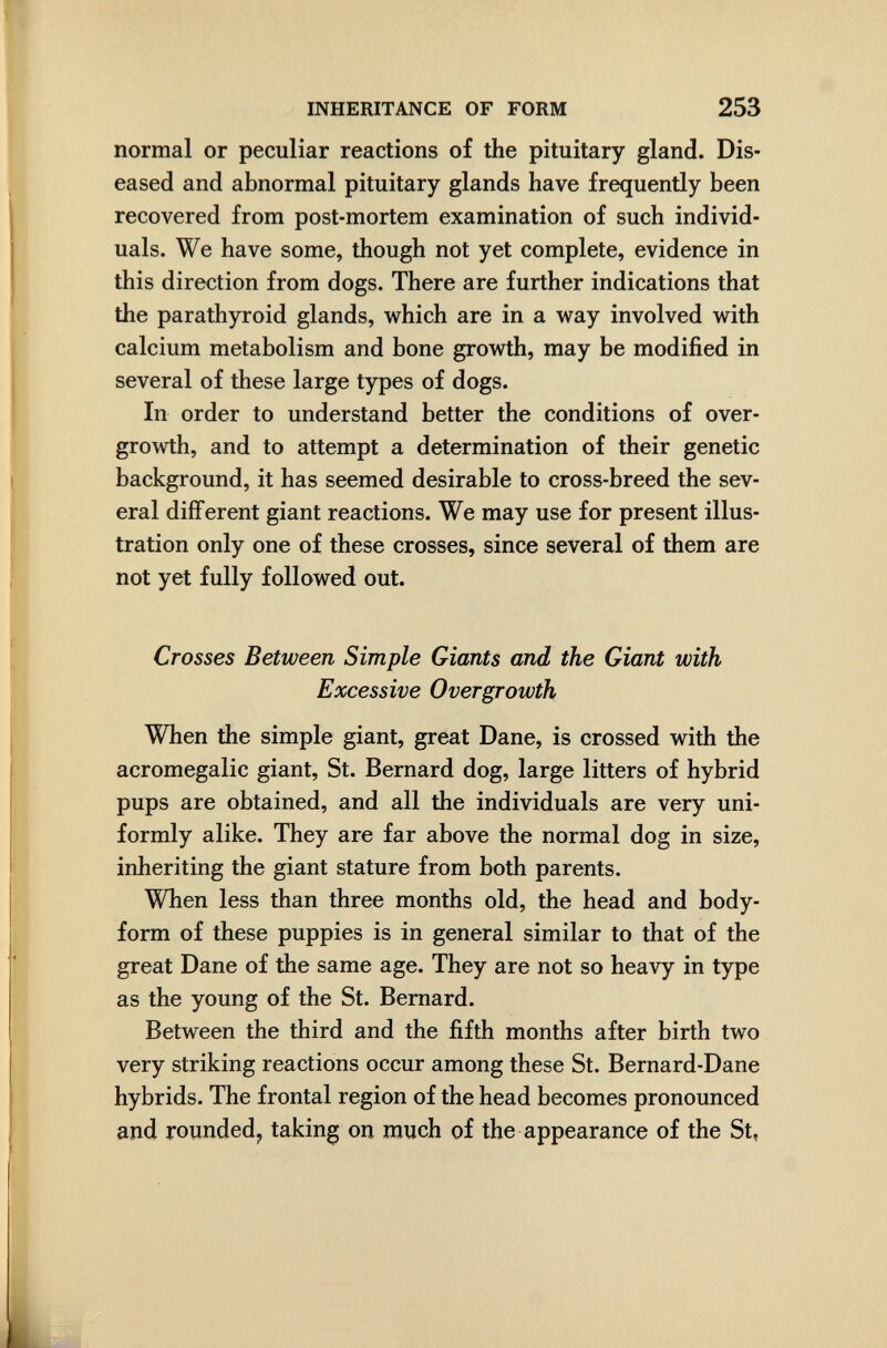 INHERITANCE OF FORM 253 normal or peculiar reactions of the pituitary gland. Dis¬ eased and abnormal pituitary glands have frequently been recovered from post-mortem examination of such individ¬ uals. We have some, though not yet complete, evidence in this direction from dogs. There are further indications that the parathyroid glands, which are in a way involved with calcium metabolism and bone growth, may be modified in several of these large types of dogs. In order to understand better the conditions of over¬ growth, and to attempt a determination of their genetic background, it has seemed desirable to cross-breed the sev¬ eral different giant reactions. We may use for present illus¬ tration only one of these crosses, since several of them are not yet fully followed out. Crosses Between Simple Giants and the Giant with Excessive Overgrowth When the simple giant, great Dane, is crossed with the acromegalic giant, St. Bernard dog, large litters of hybrid pups are obtained, and all the individuals are very uni¬ formly alike. They are far above the normal dog in size, inheriting the giant stature from both parents. When less than three months old, the head and body- form of these puppies is in general similar to that of the great Dane of the same age. They are not so heavy in type as the young of the St. Bernard. Between the third and the fifth months after birth two very striking reactions occur among these St. Bernard-Dane hybrids. The frontal region of the head becomes pronounced and rounded^ taking on much of the appearance of the St,